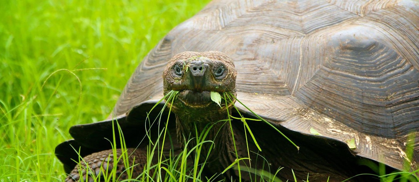 A tortoise spotted on the grounds of Pikaia Lodge on the Galapagos Islands of Ecuador