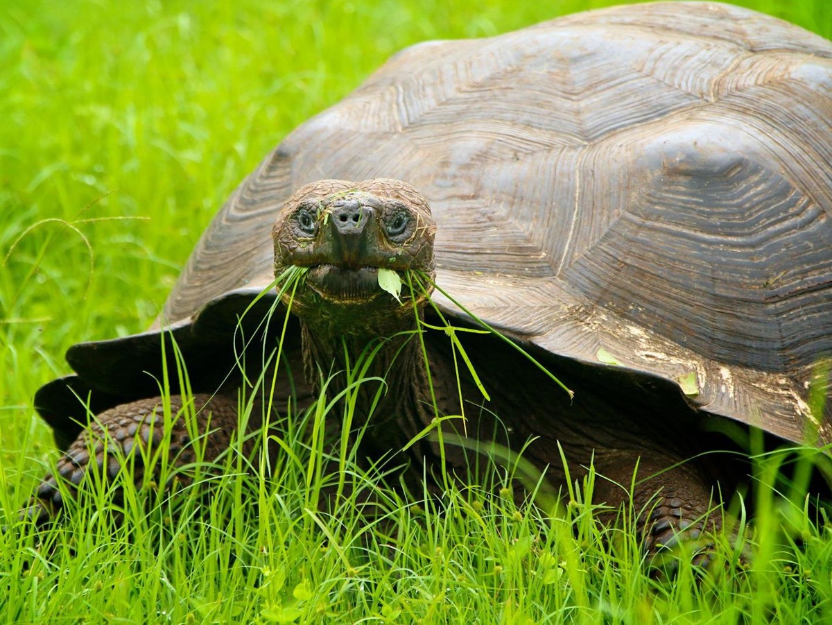 A tortoise spotted on the grounds of Pikaia Lodge on the Galapagos Islands of Ecuador