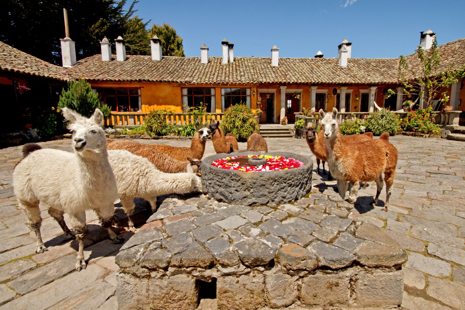 Llamas in the front court yard at San Agustin del Callo, Cotopaxi Ecuador