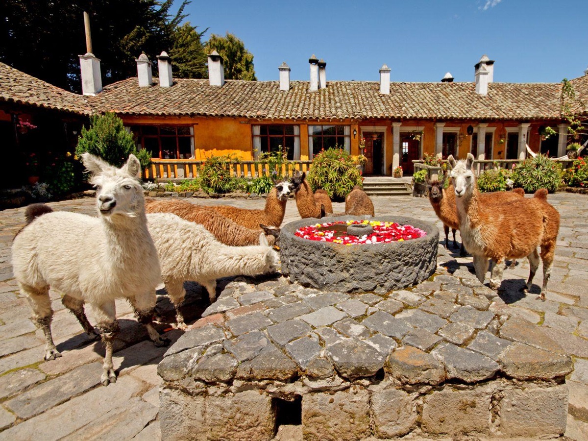 Llamas in the front court yard at San Agustin del Callo, Cotopaxi Ecuador