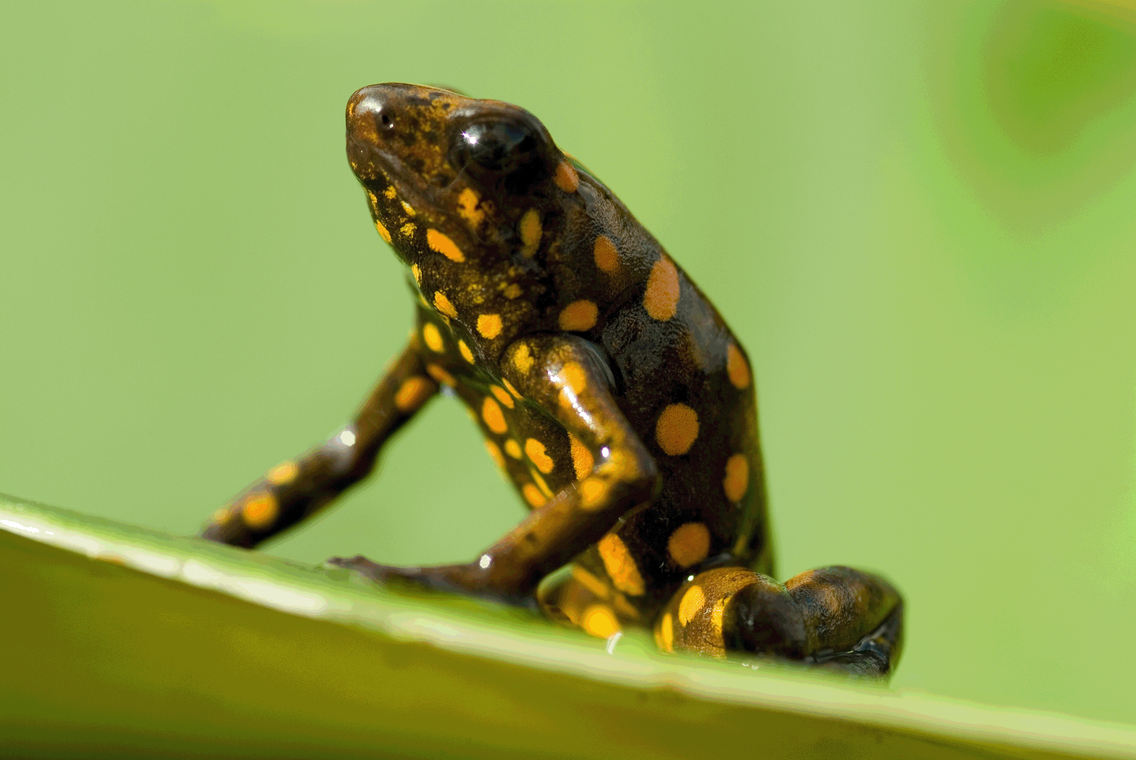 Amazon frog with orange spots in Ecuador