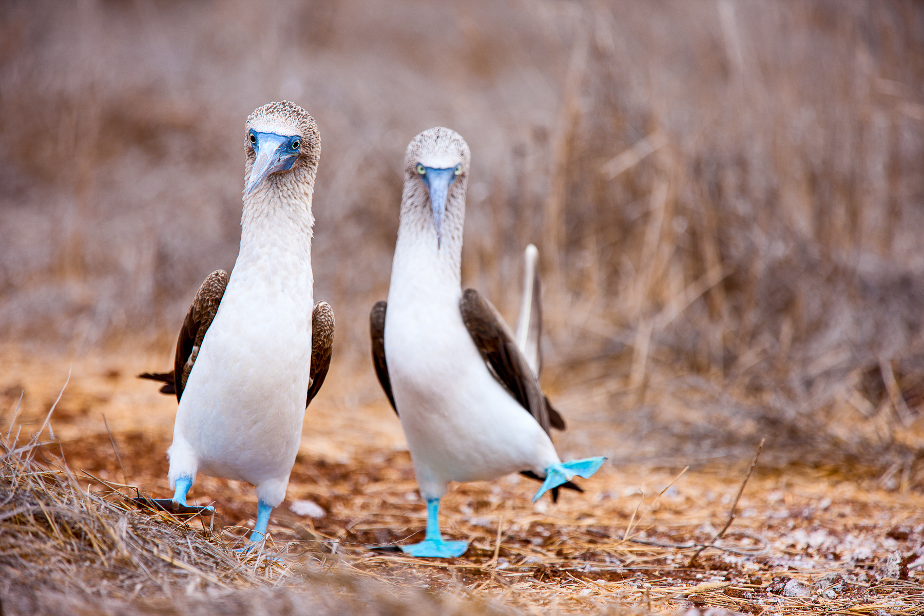 Two blue-footed boobies in the Galapagos Islands