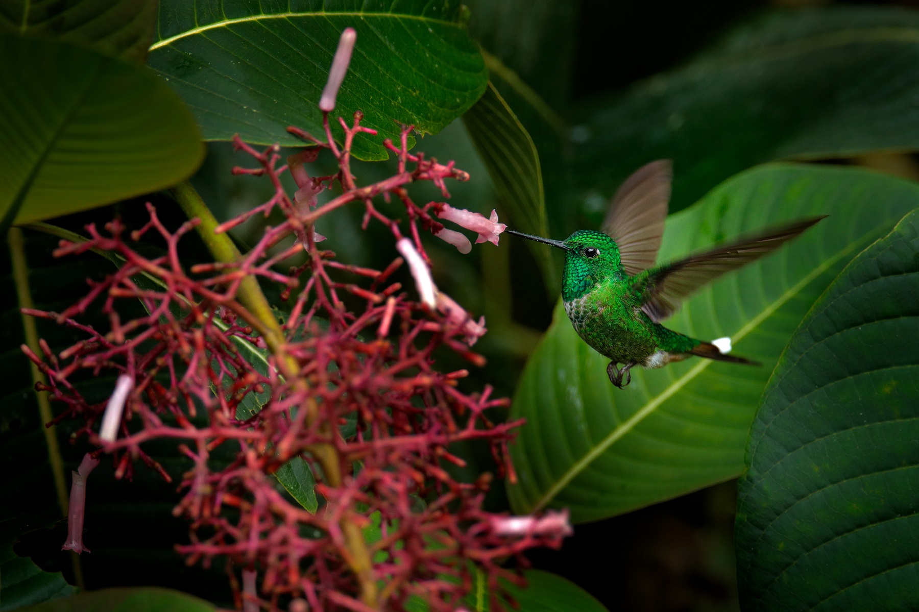 Hummingbord feeding in the Cloud Forest