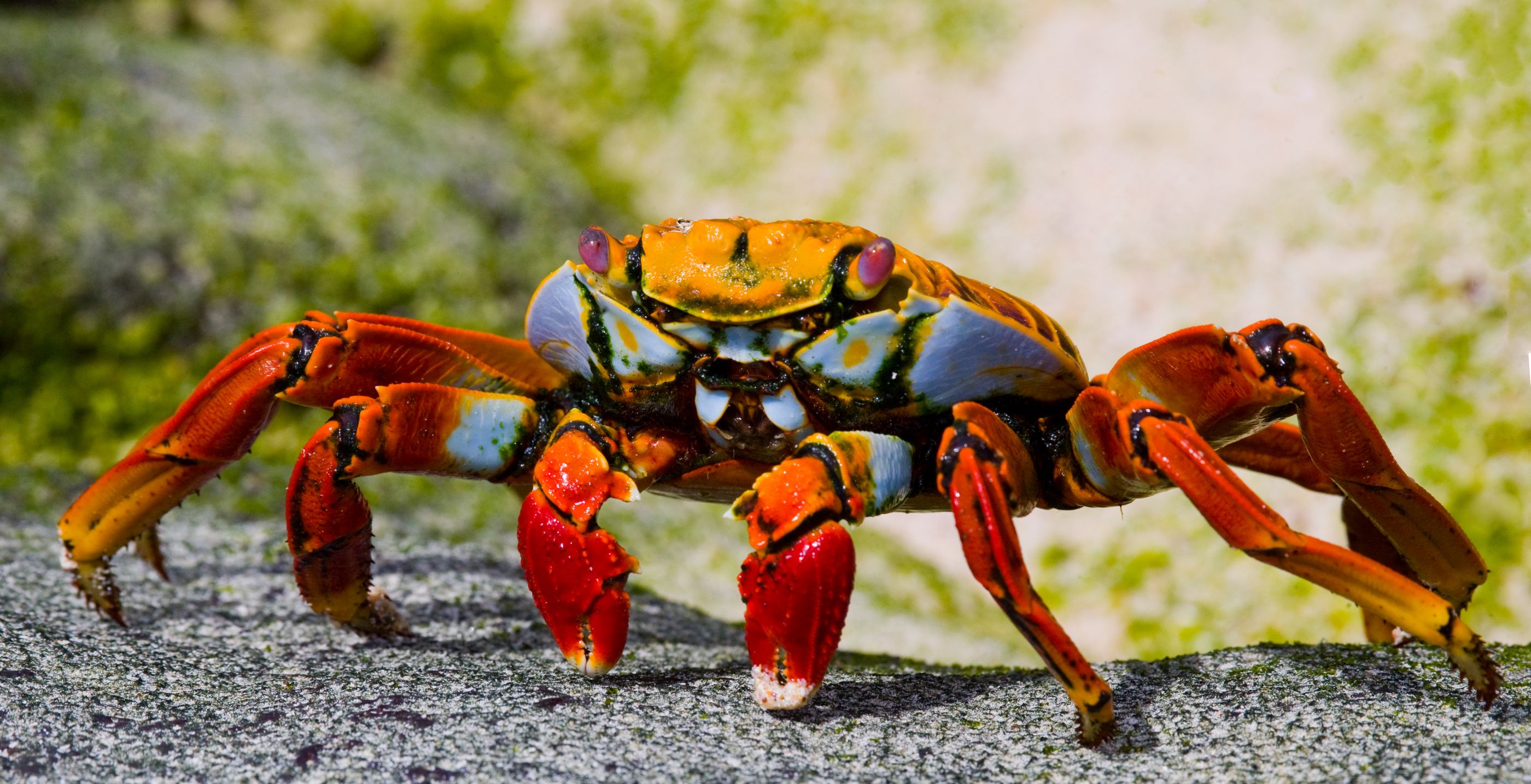 Crab found on the Galapagos Islands, Ecuador