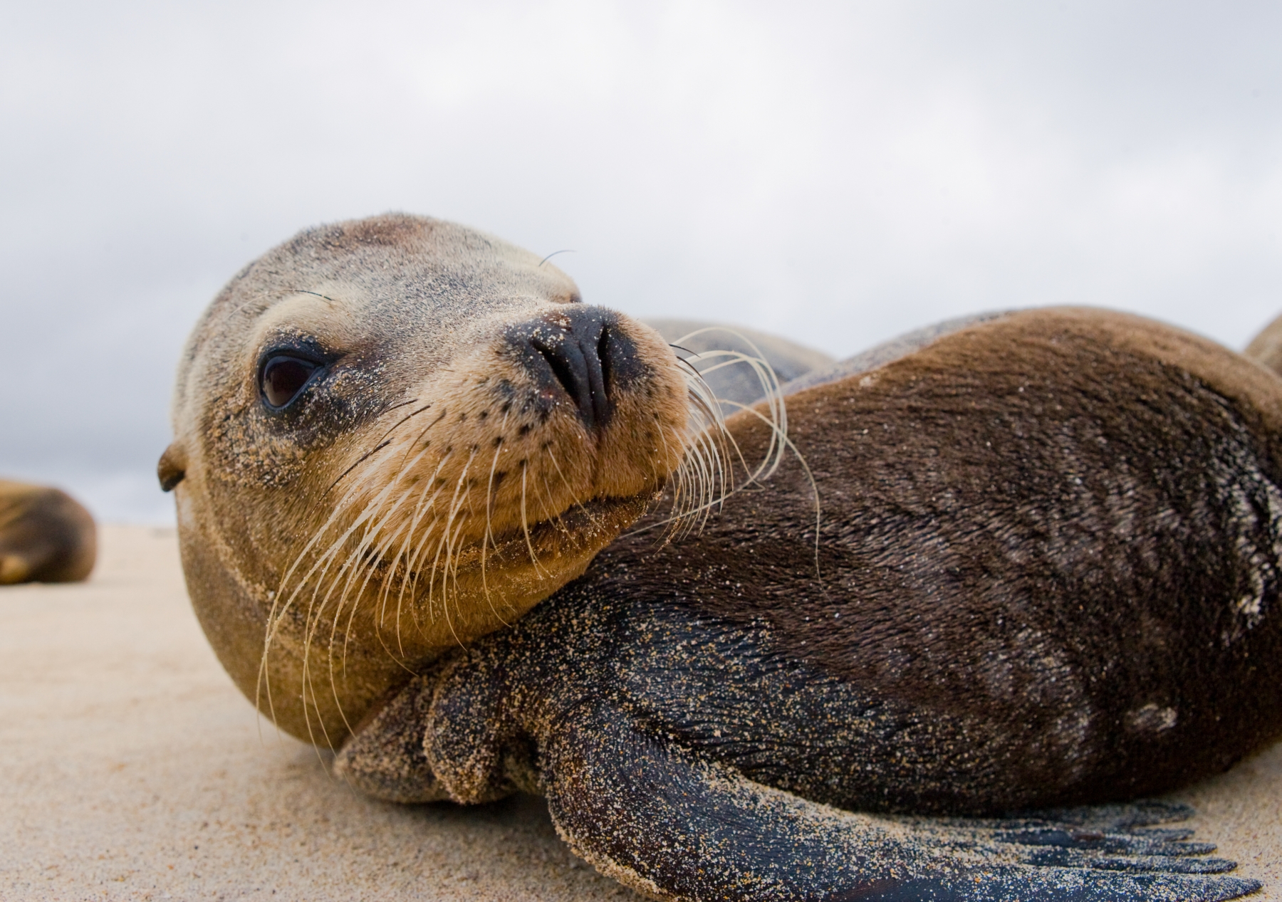 A baby seal, Ecuador and Galapagos islands