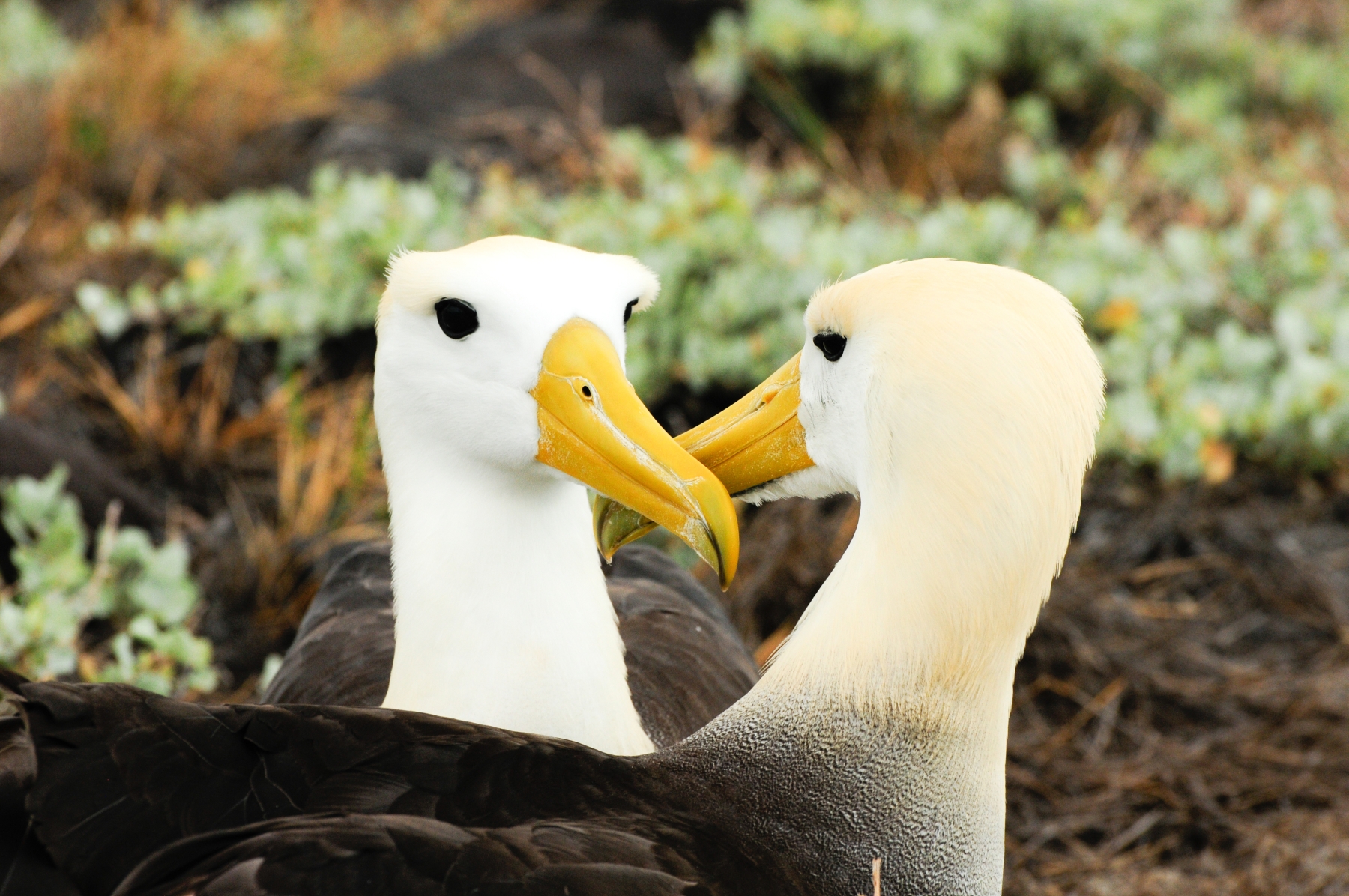 Birds seen in Ecuador and Galapagos Islands
