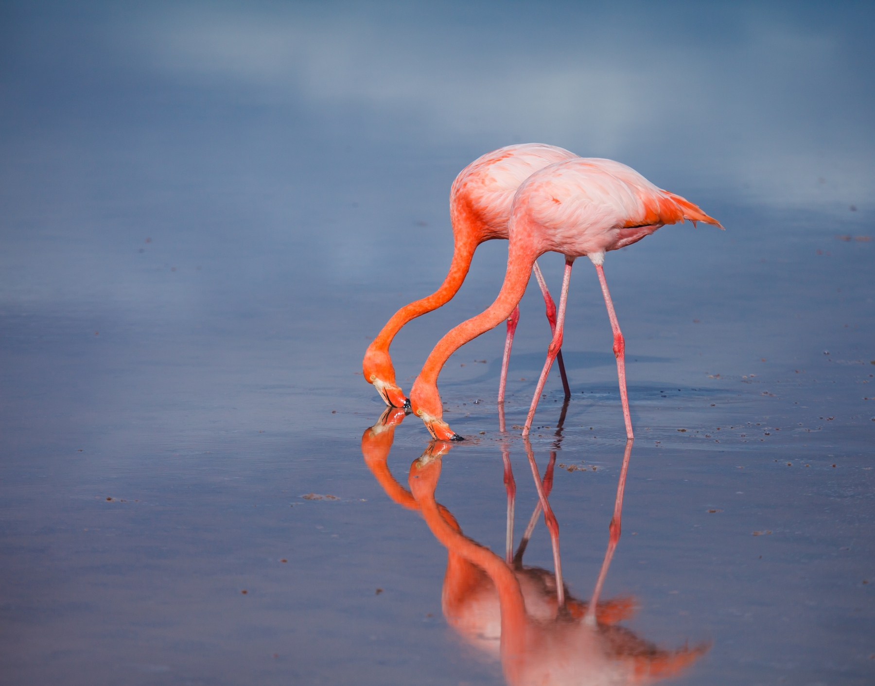 Flamingos, Ecuador and Galapagos Islands