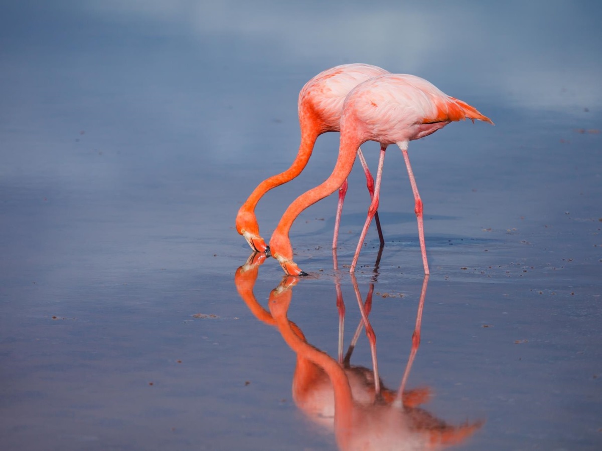 Flamingos, Ecuador and Galapagos Islands