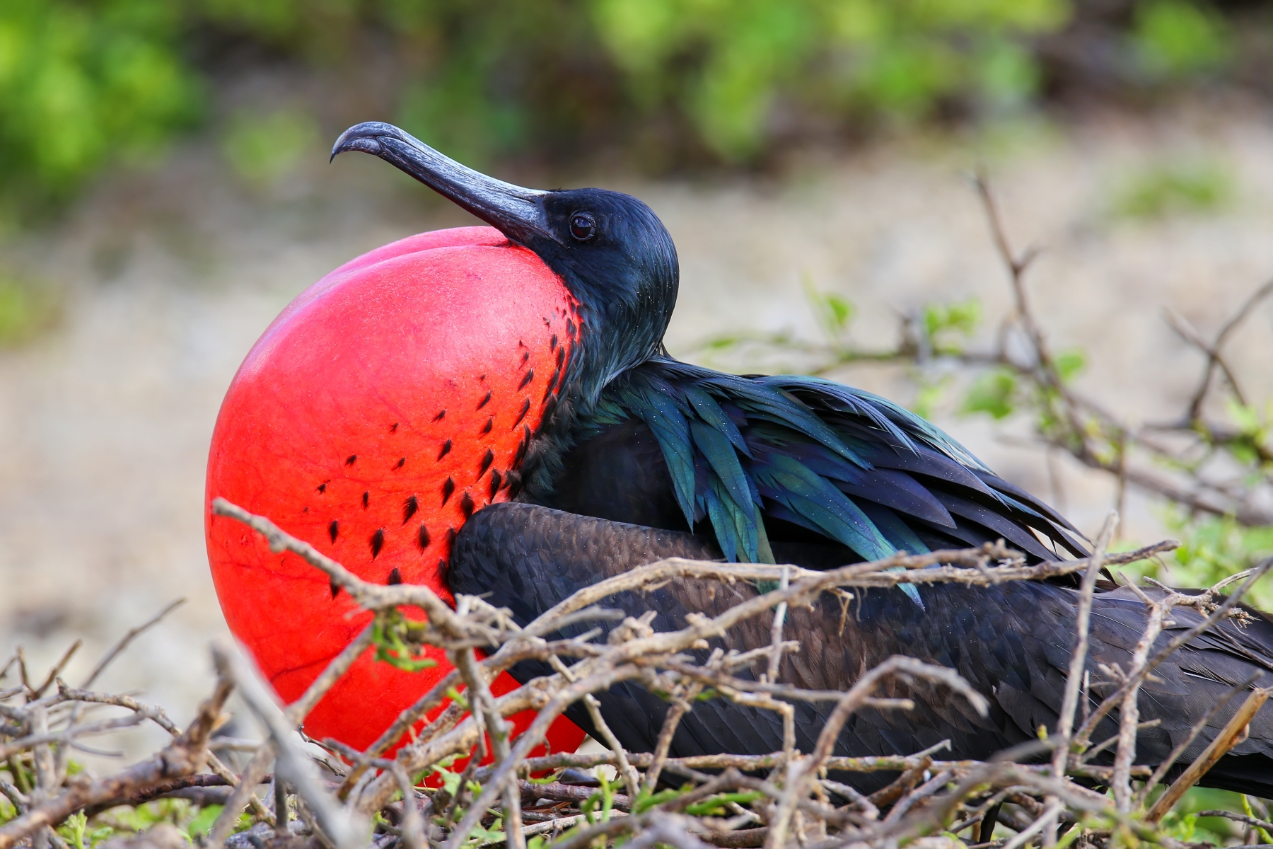 Frigatebird, Ecuador and Galapagos Islands
