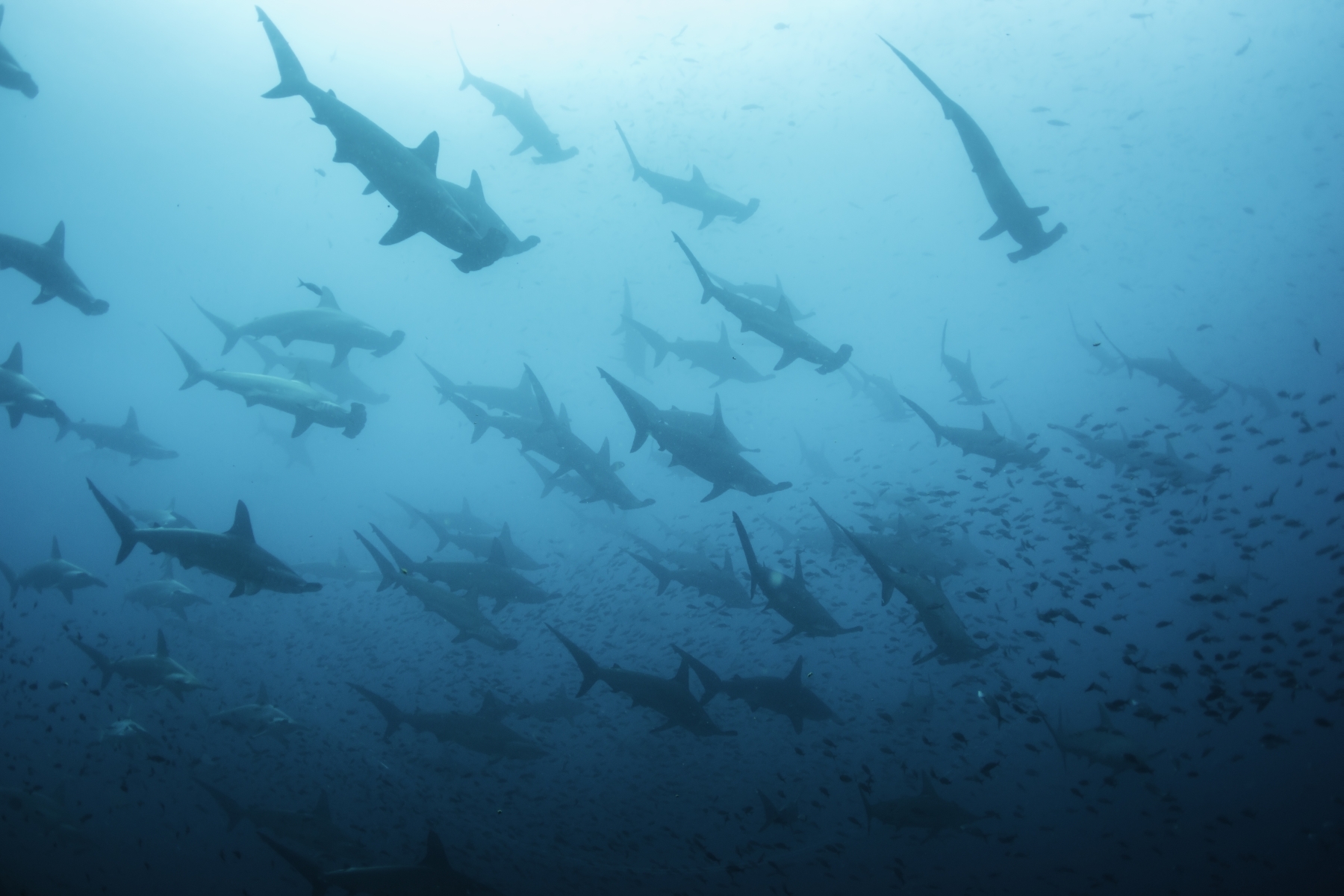 Hammerhead sharks, Ecuador and Galapagos islands