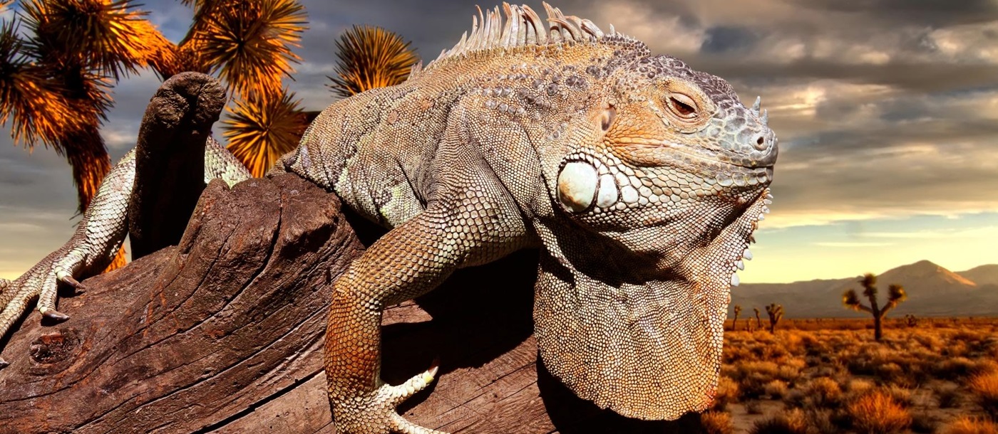 An Iguana on a branch, Ecuador and Galapagos islands