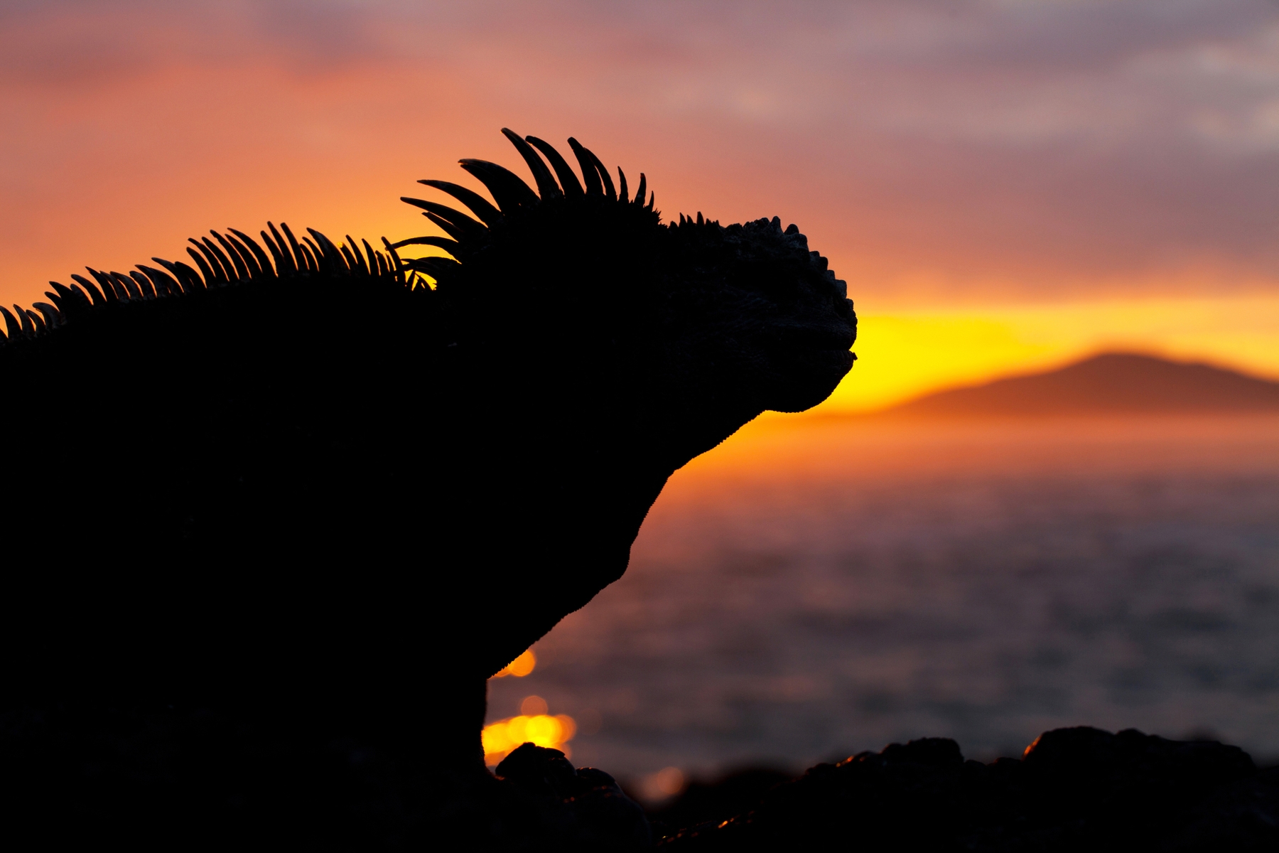 A silhouette of an iguana at dawn, Ecuador and Galapagos islands