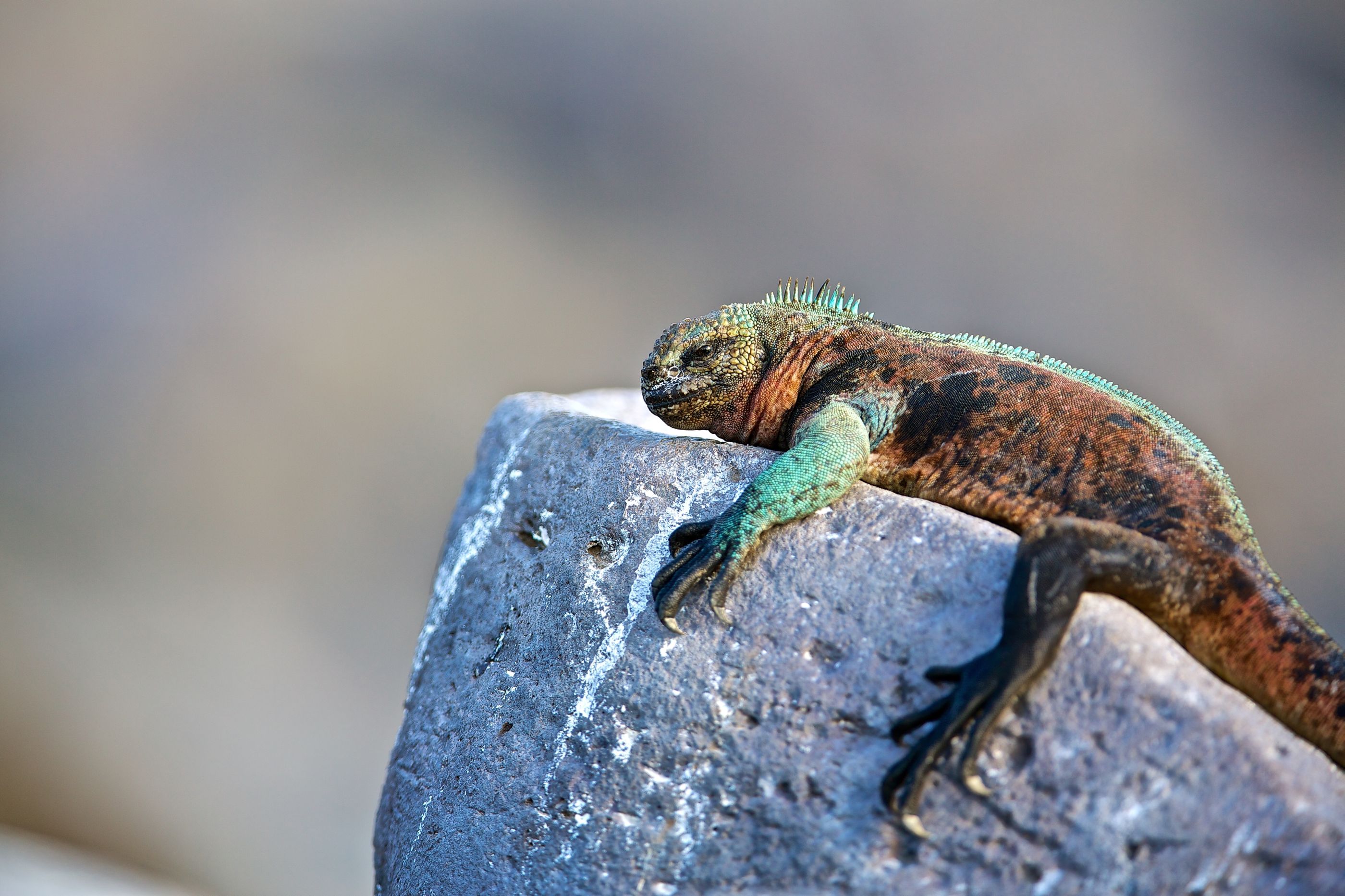 Iguana chilling on a rock in Galapagos 