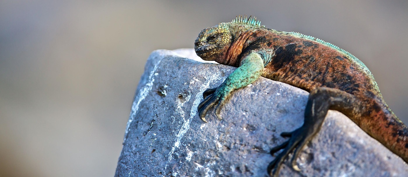 Iguana chilling on a  rock in Galapagos 