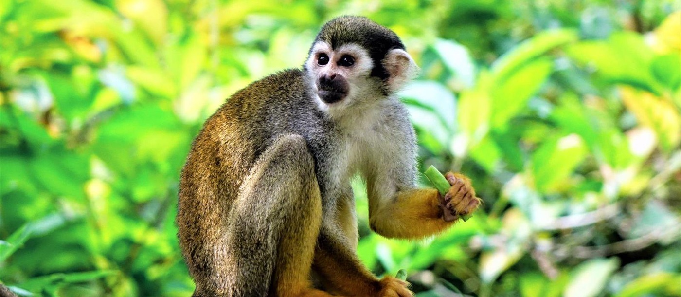 Squirrel monkey in the Amazon Rainforest in Ecuador