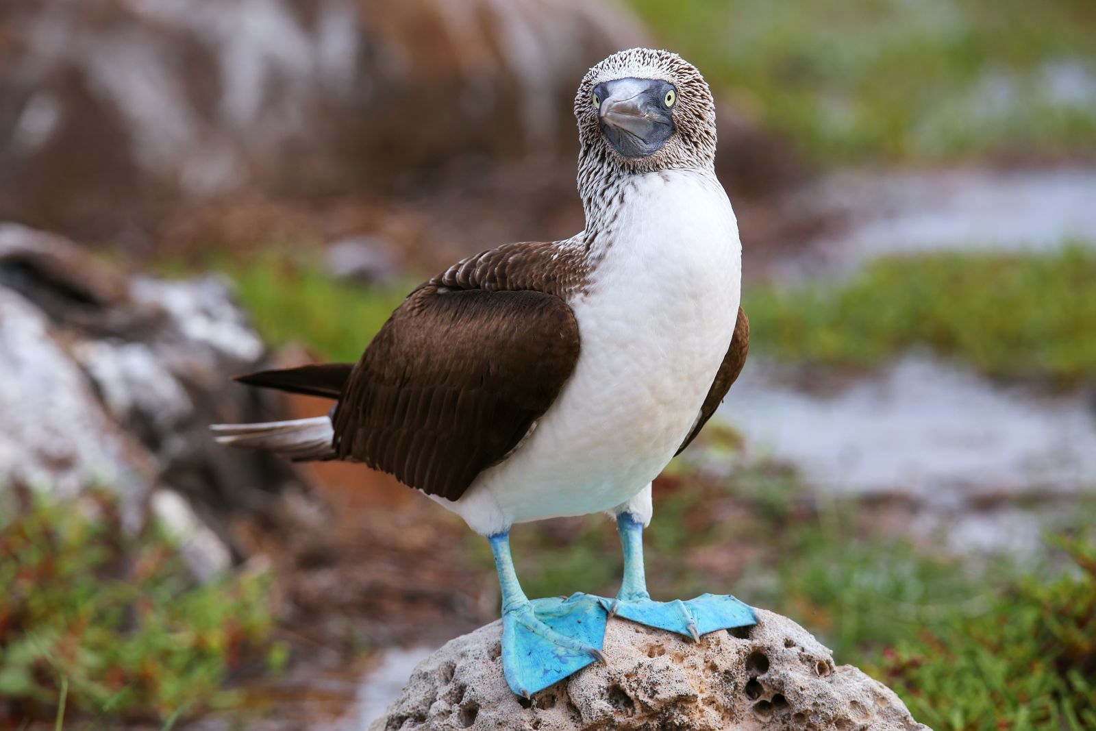Blue-footed booby perching on a rock in the Galapagos Islands