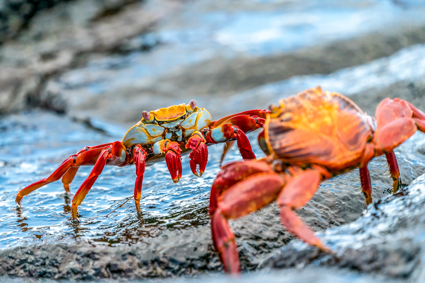 Crabs sparring on the beach in the Galapagos Islands