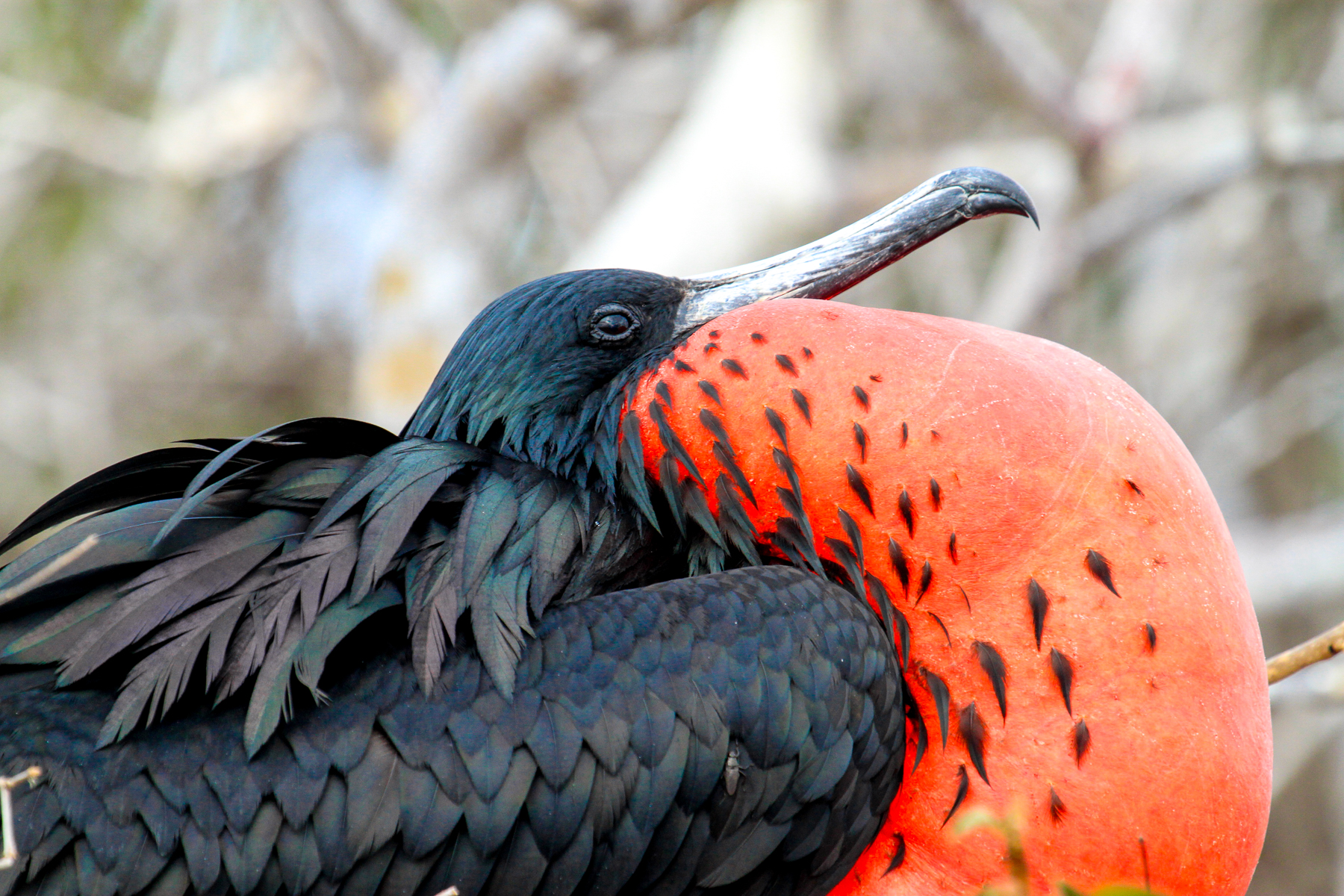 A frigatebird spotted in the Galapagos Islands