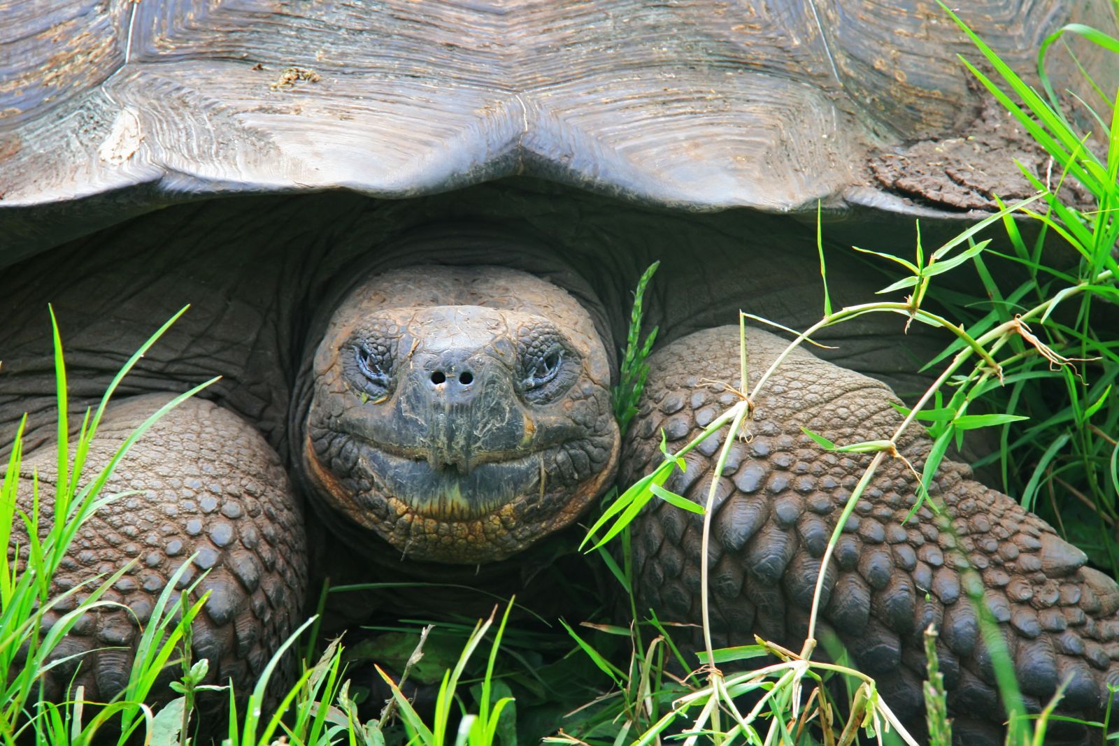 Close up of a giant tortoise in the Galapagos Islands