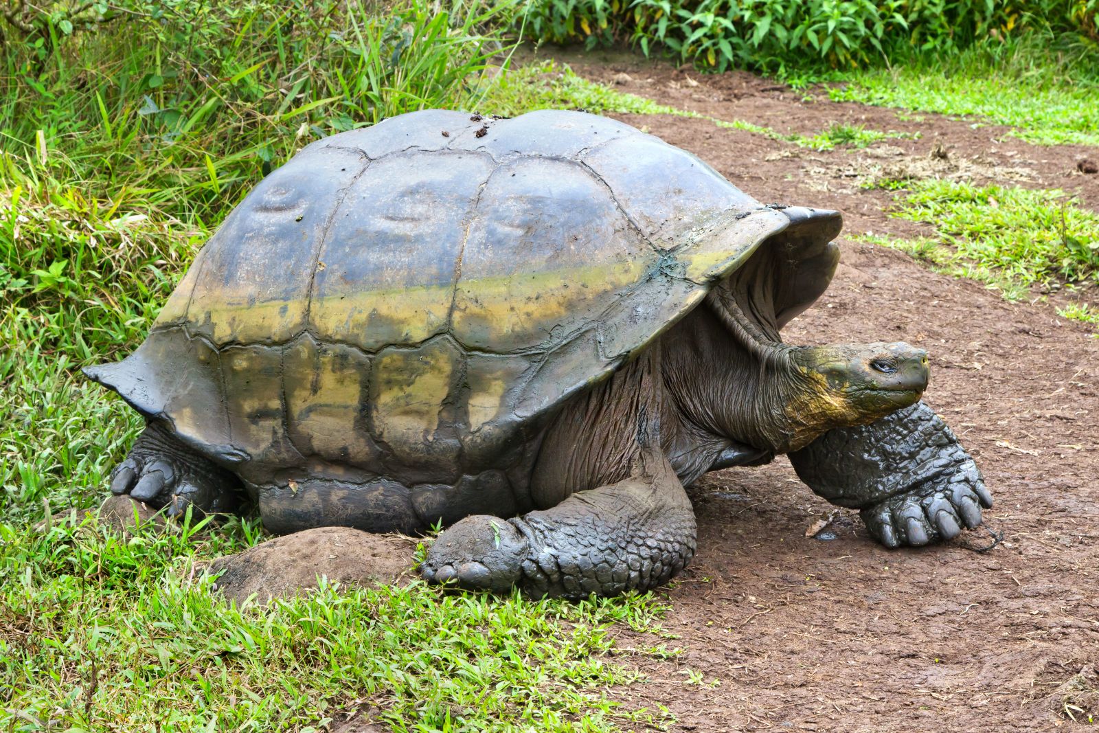 A giant tortoise walking out of the undergrowth in the highlands of the Galapagos