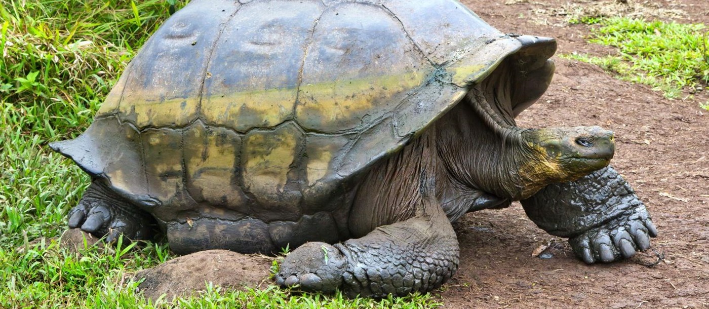 A giant tortoise walking out of the undergrowth in the highlands of the Galapagos