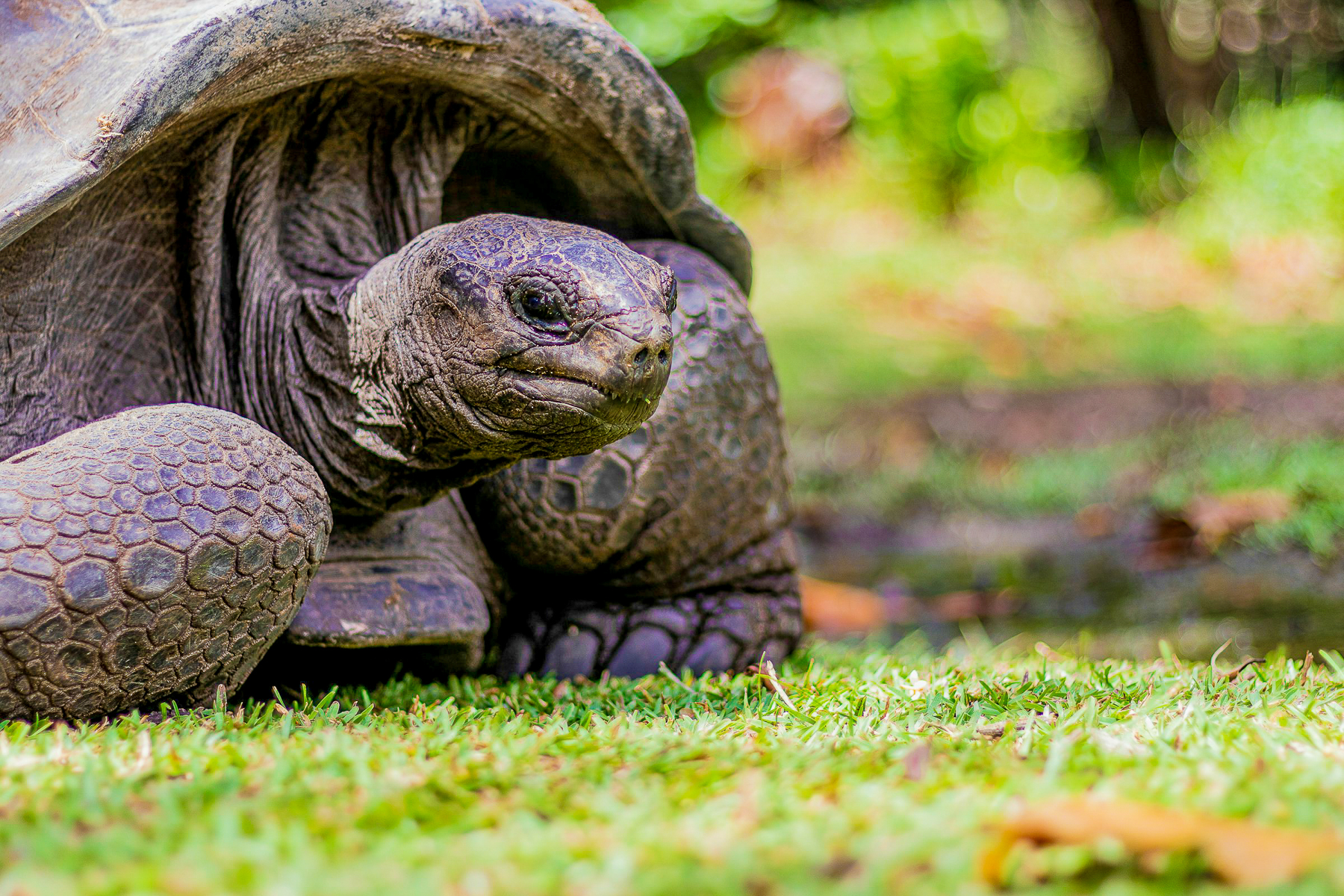 A giant tortoise on the Galapagos Islands