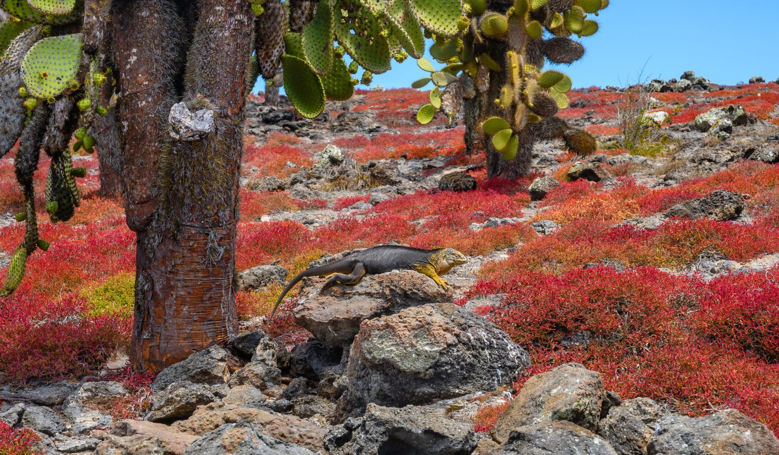 A Galapagos land iguana resting under a cactus tree surrounded by bright red shrubbery