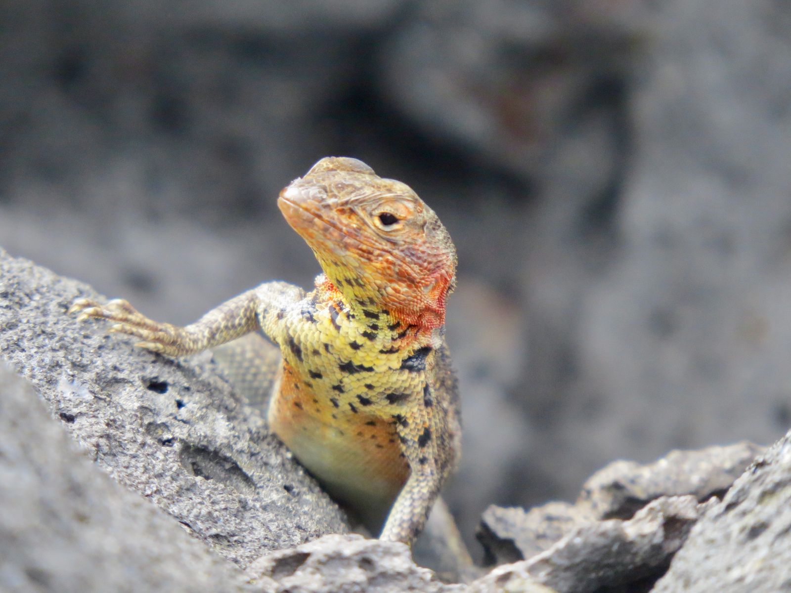 Galapagos lizard perched on a rock, Galapagos Islands, Ecuador