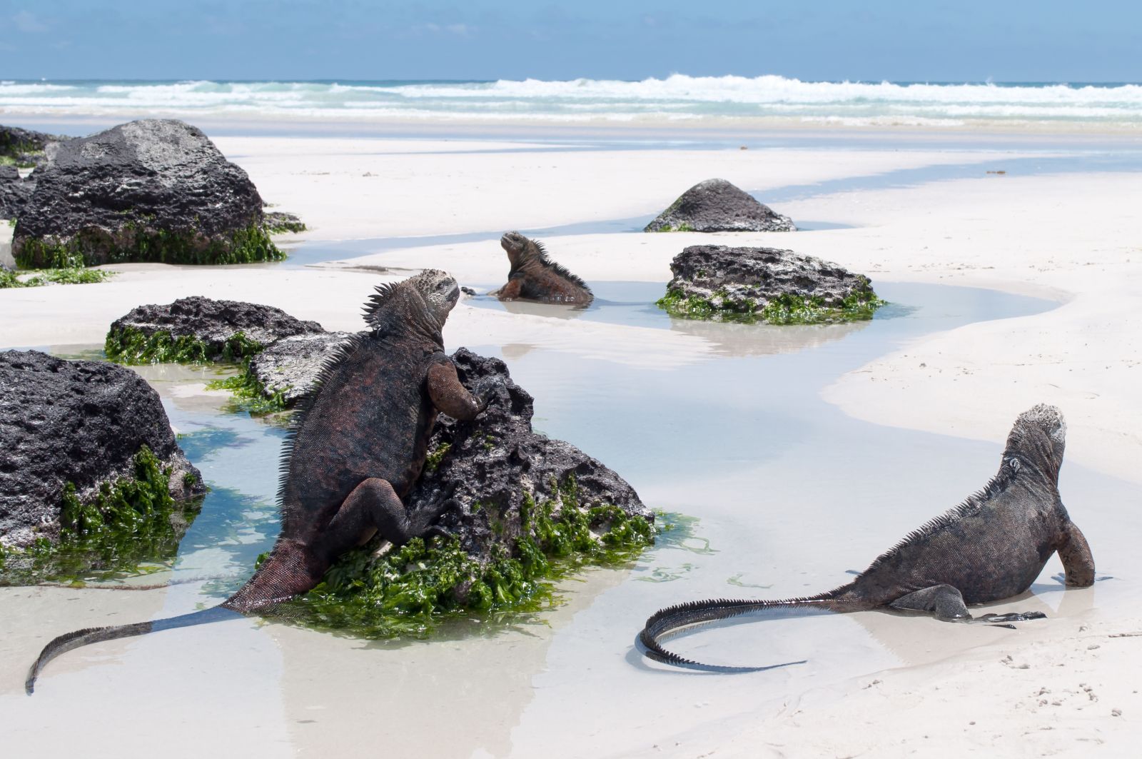 Marine iguanas preparing to swim from a white sand beach in the Galapagos Islands