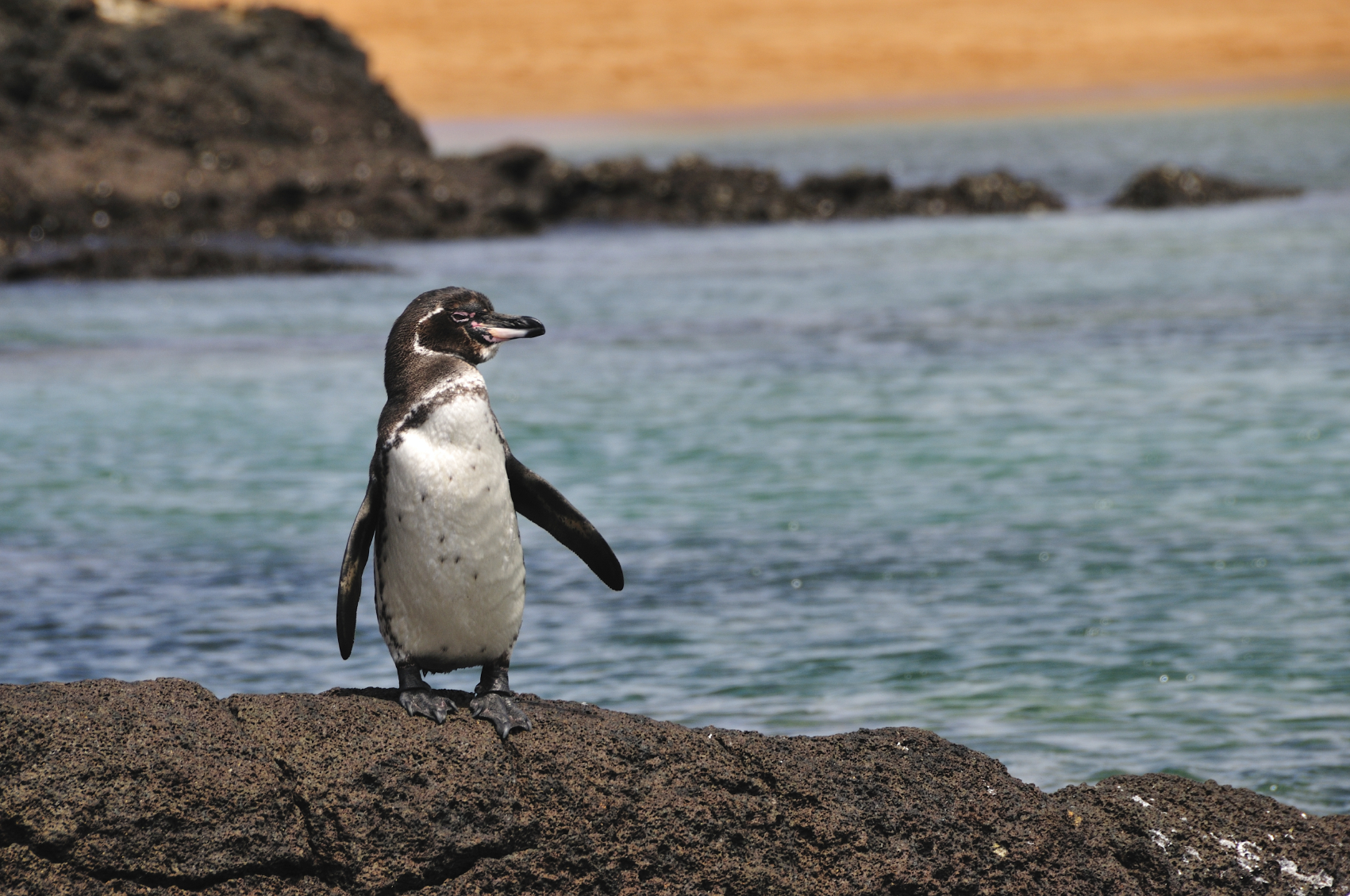 Penguin seen on Galapagos