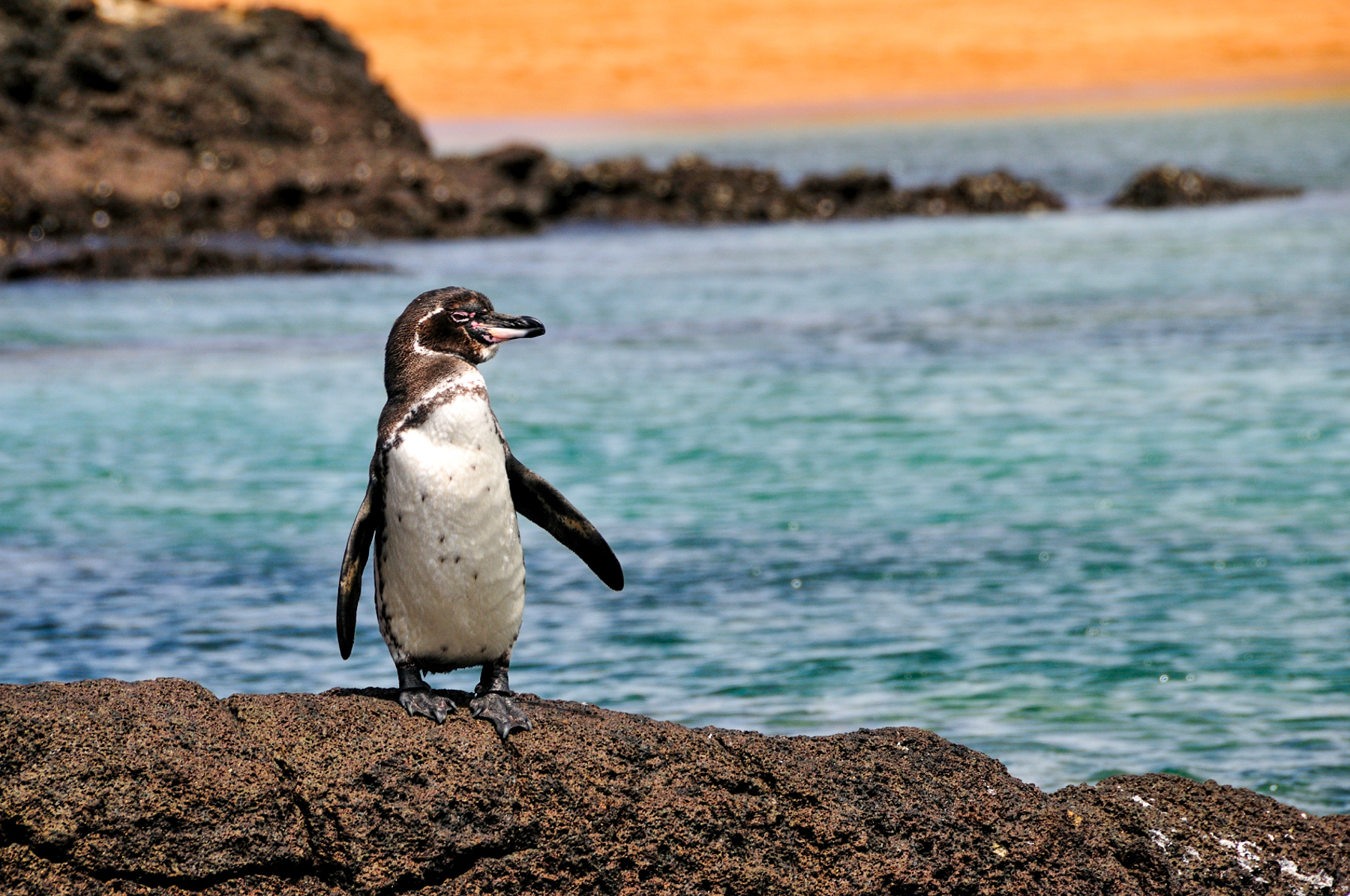 A penguin spotted on the beach in the Galapagos Islands