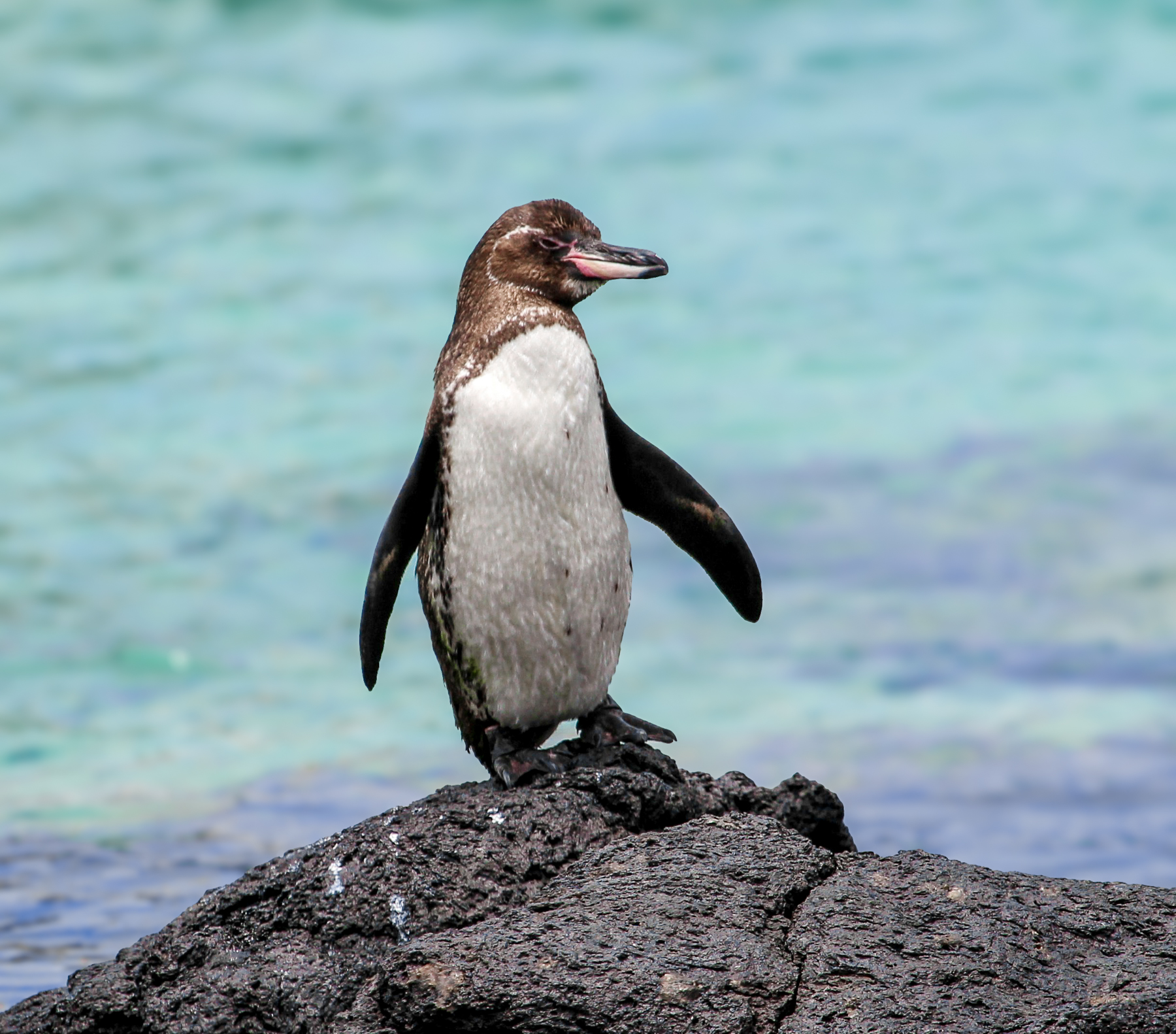 A penguin spotted on the Galapagos Islands