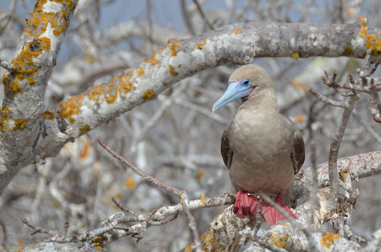Red-footed booby in the Galapagos Islands, Ecuador
