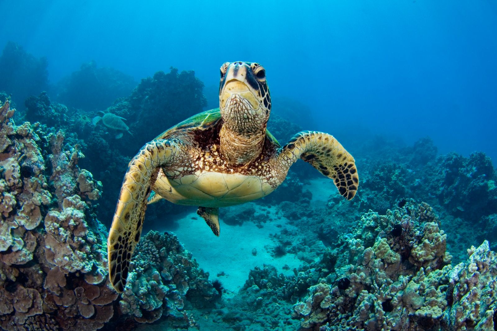 Sea turtle in the waters of the Galapagos archipelago