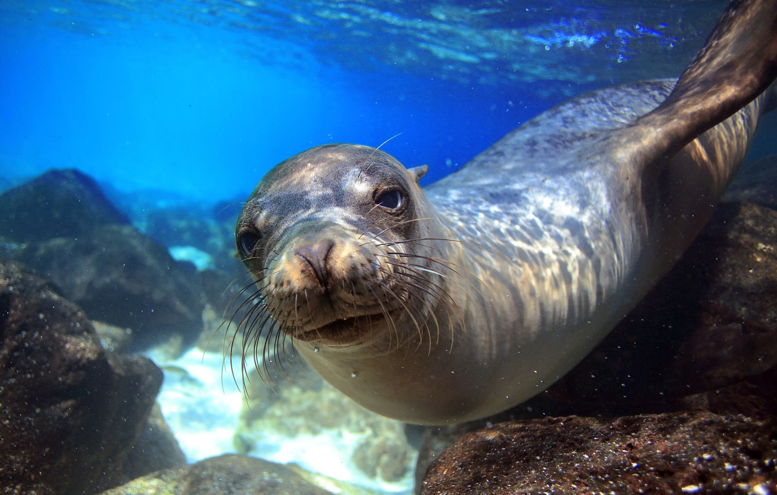 A sea lion swimming underwater with a snorkeller in the Galapagos Islands