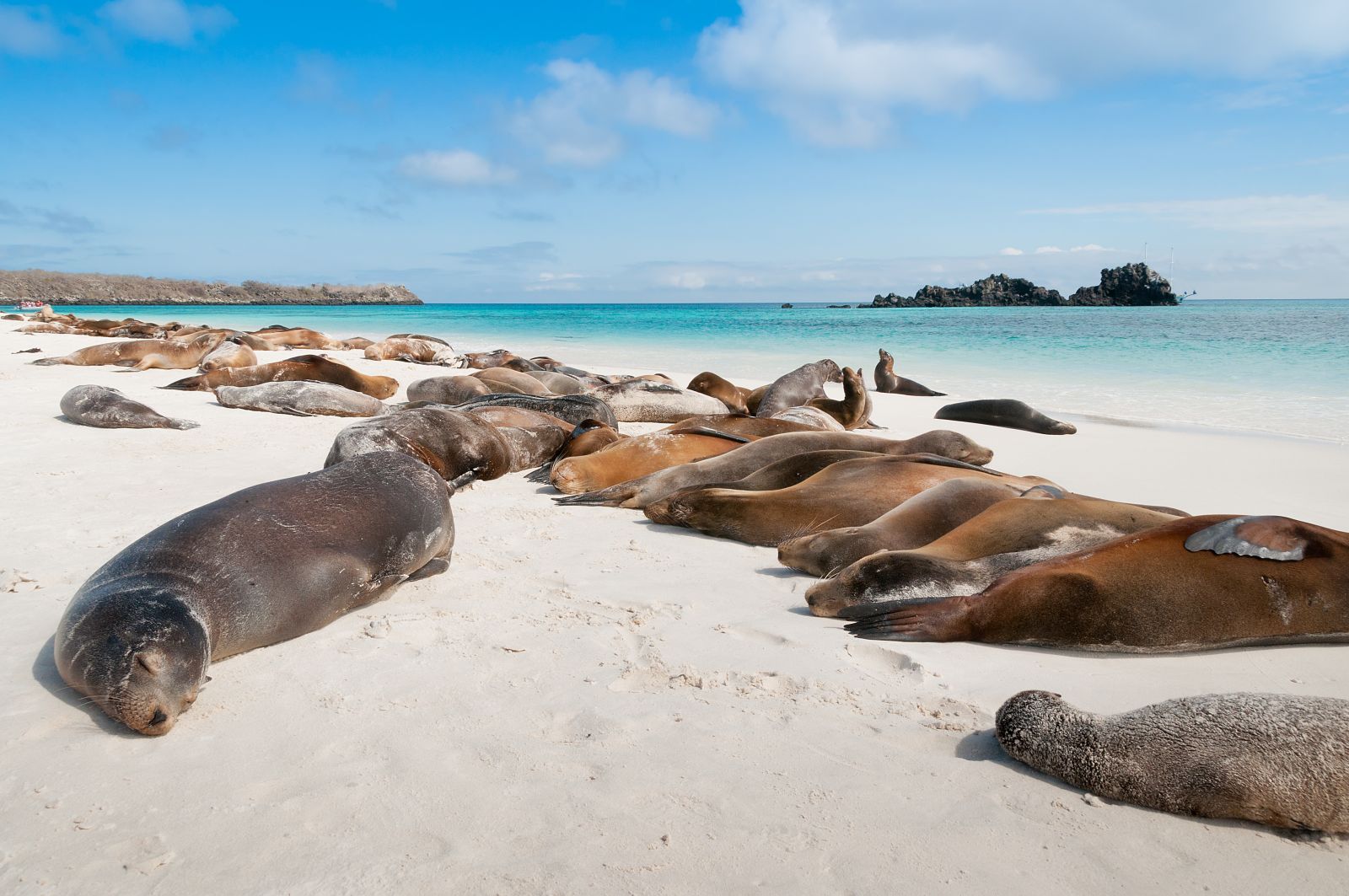 Sea lions basking on the beach in the Galapagos Islands