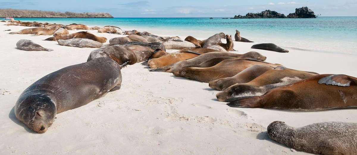 Galapagos wildlife