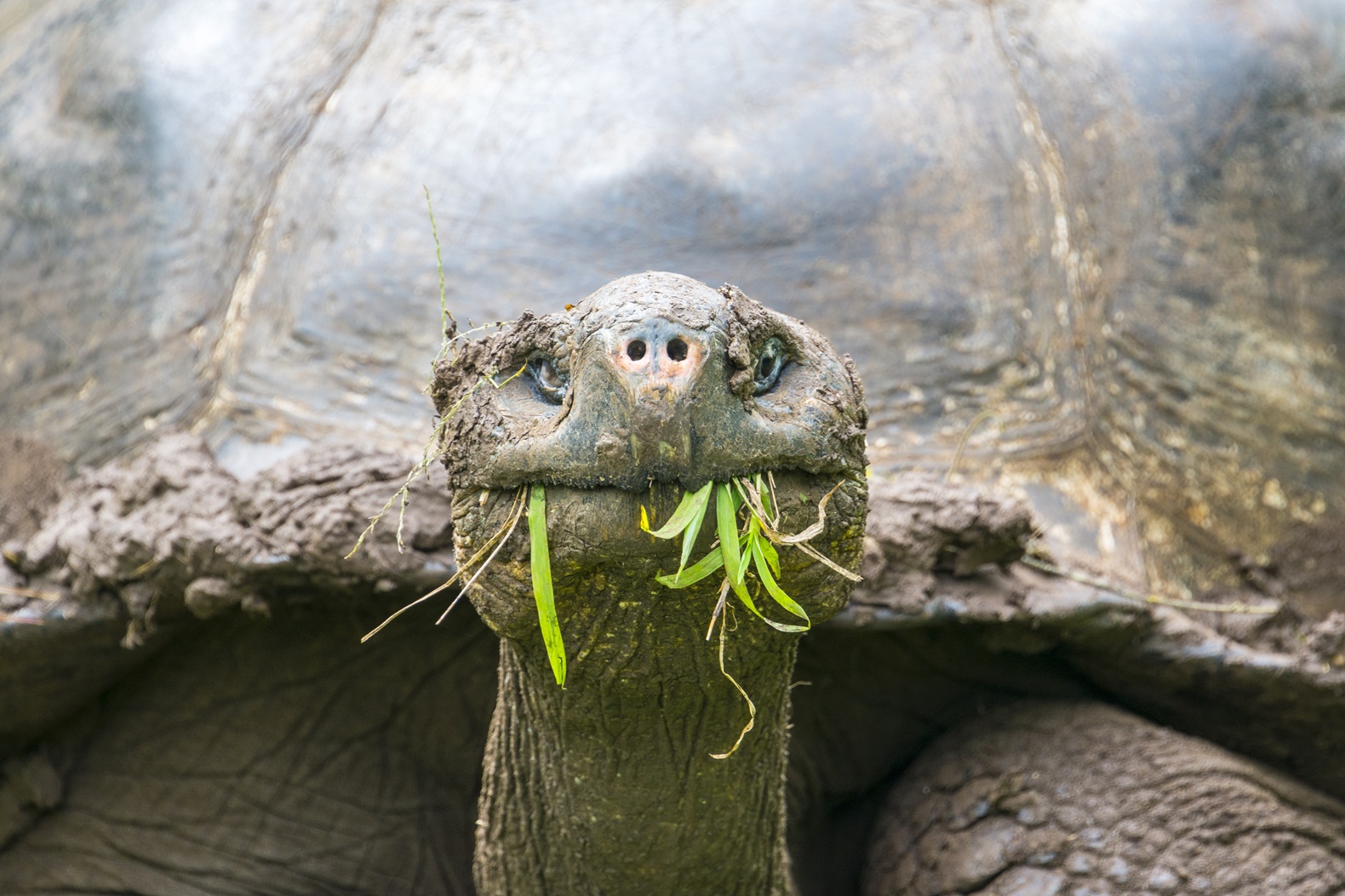 Giant tortoise seen on the Galapagos 