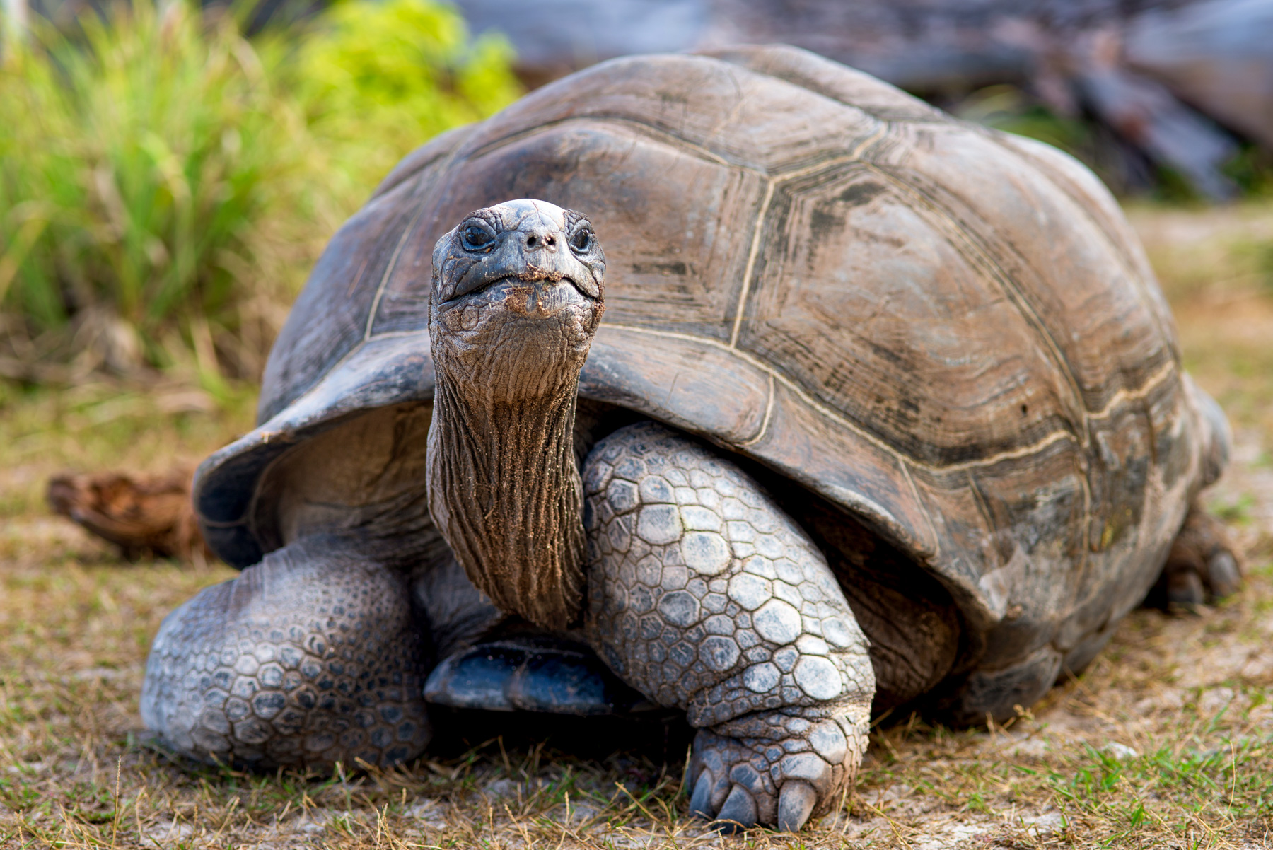 A giant tortoise spotted in the Galapagos Islands