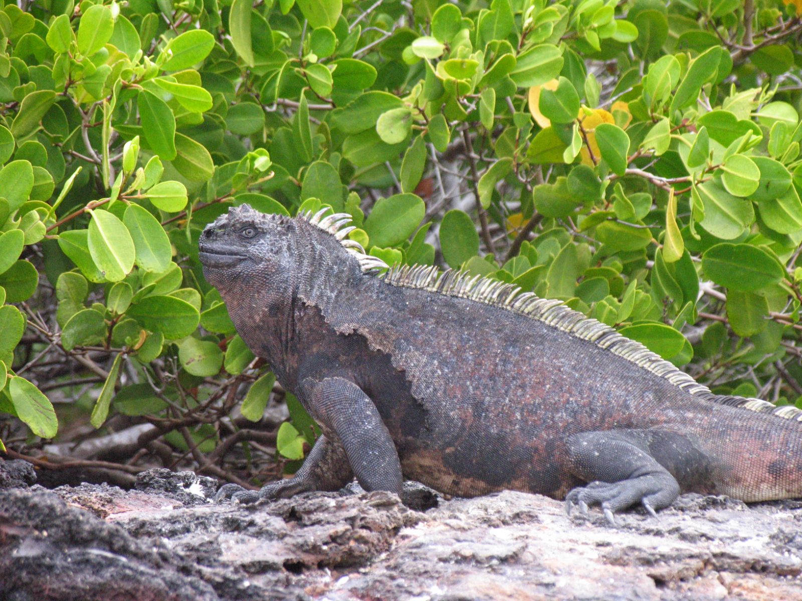 Iguana on a beach in the Galapagos Islands, Ecuador