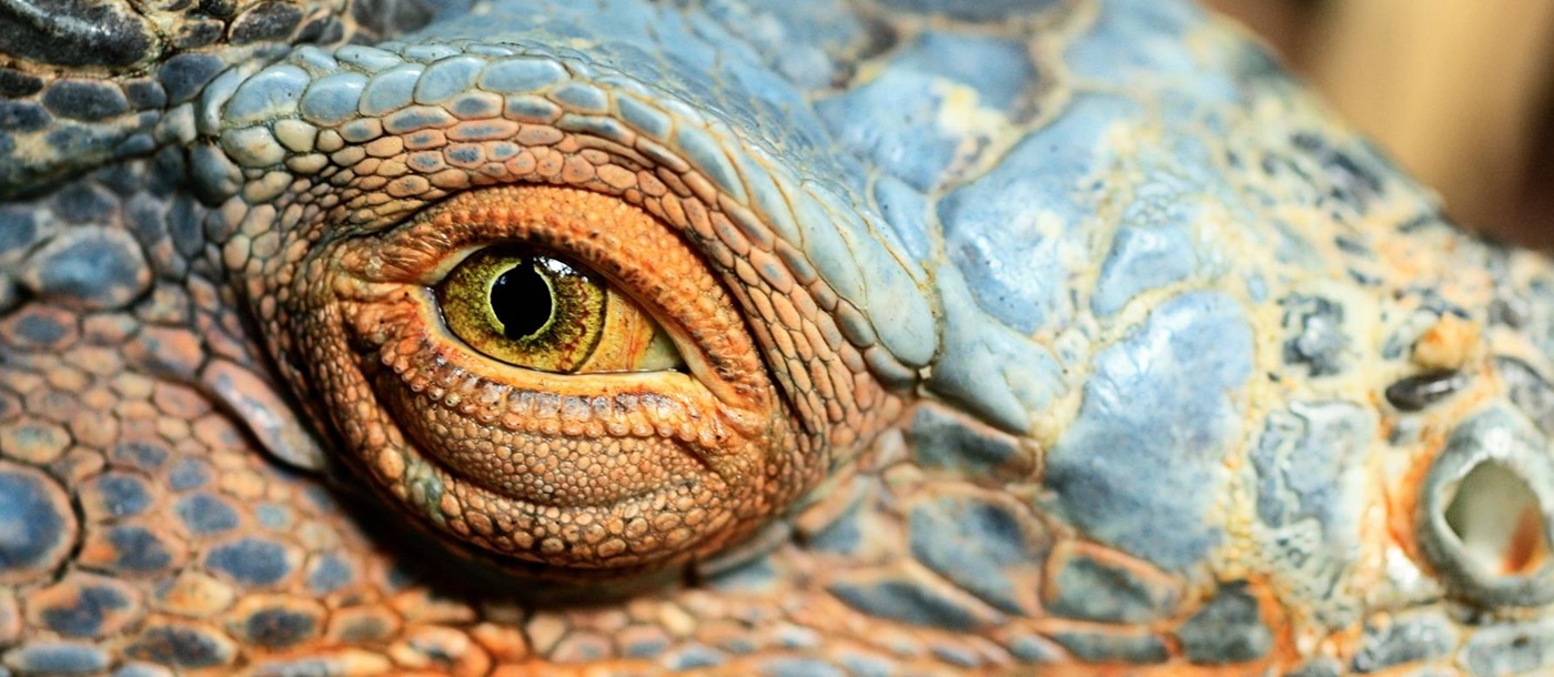 Closeup of a Iguana, Galapagos