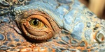 Closeup of a Iguana, Galapagos