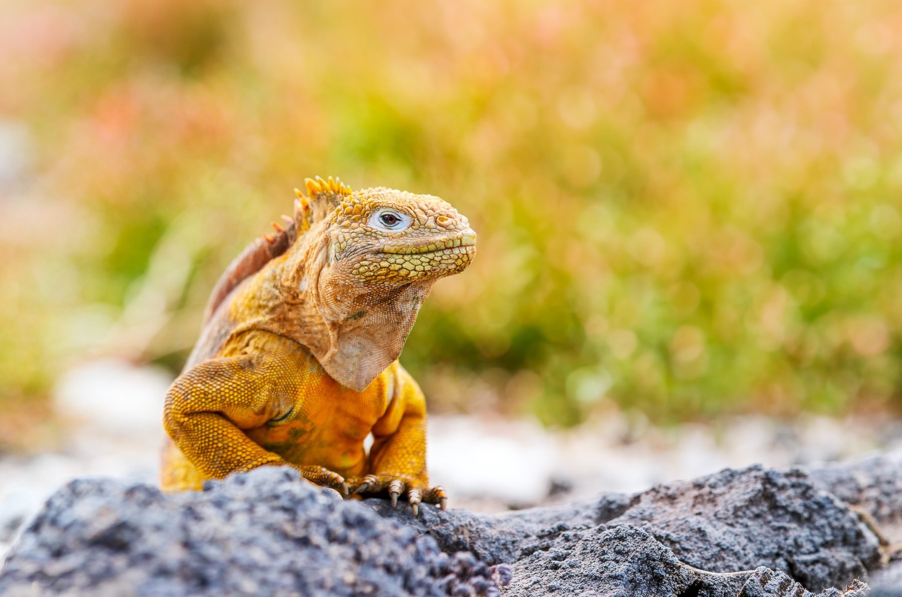 An iguana spotted on volcanic rocks in the Galapagos Islands