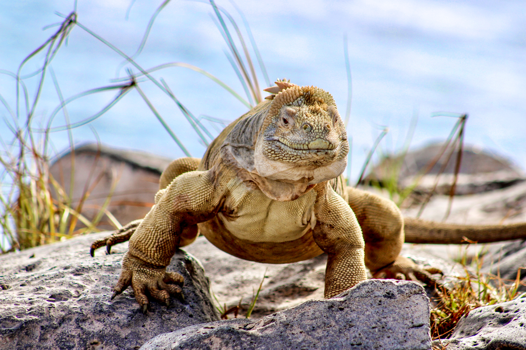 An iguana on the beach in the Galapagos Islands