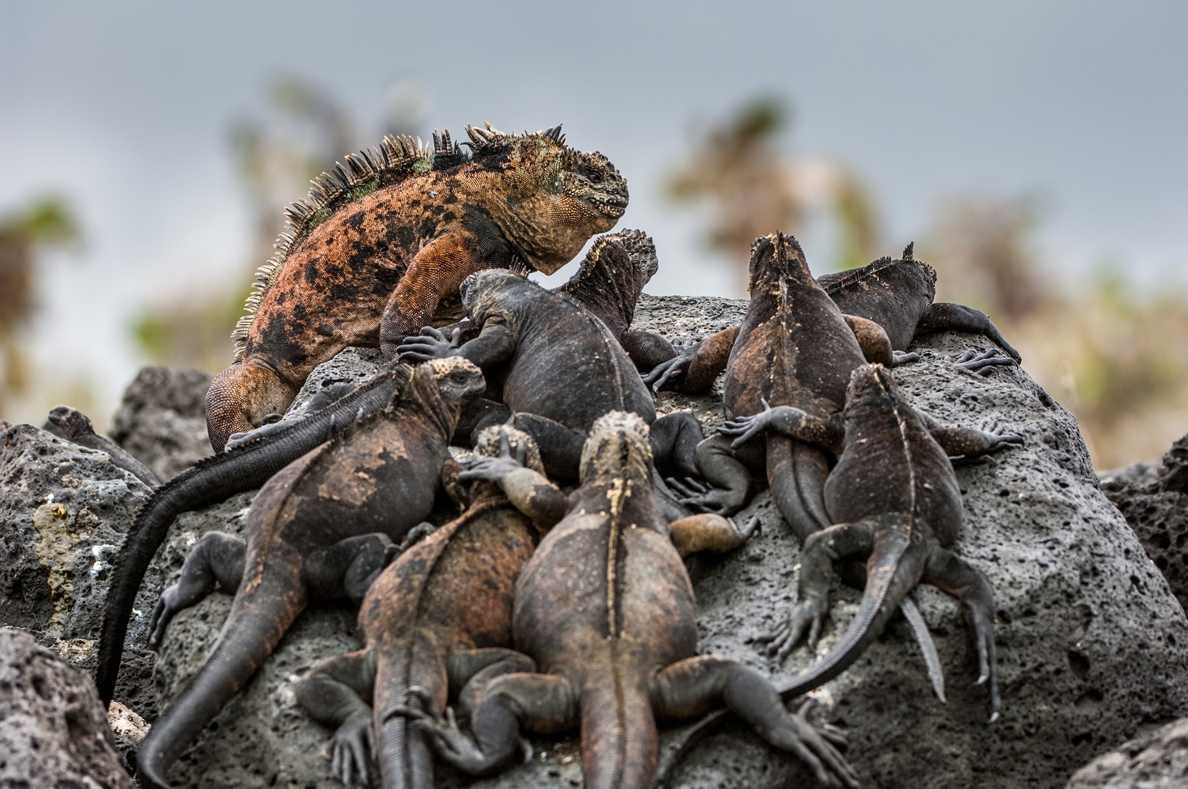 Land iguanas on the Galapagos