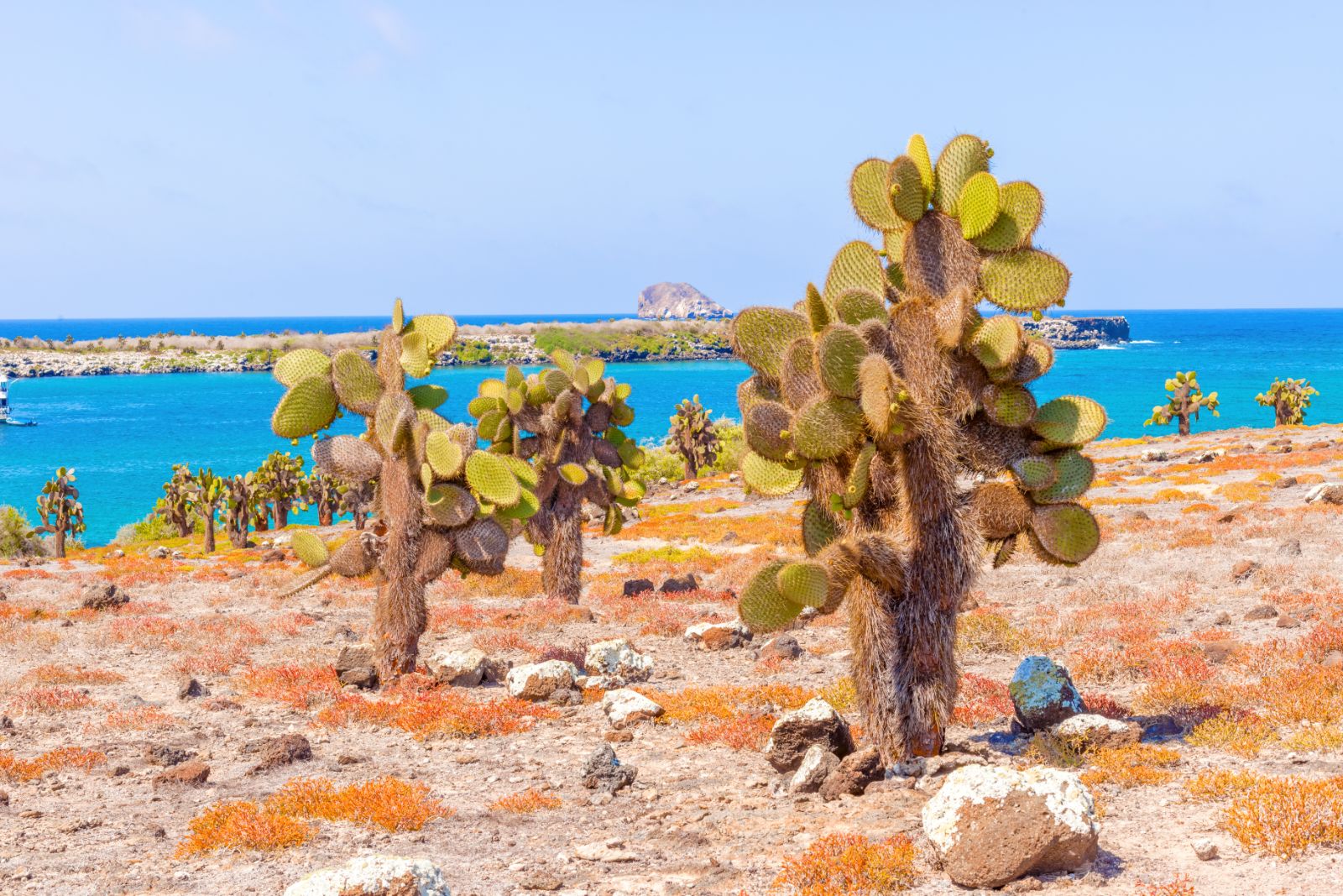 Prickly pear cactus on Galapagos Islands, Ecuador 