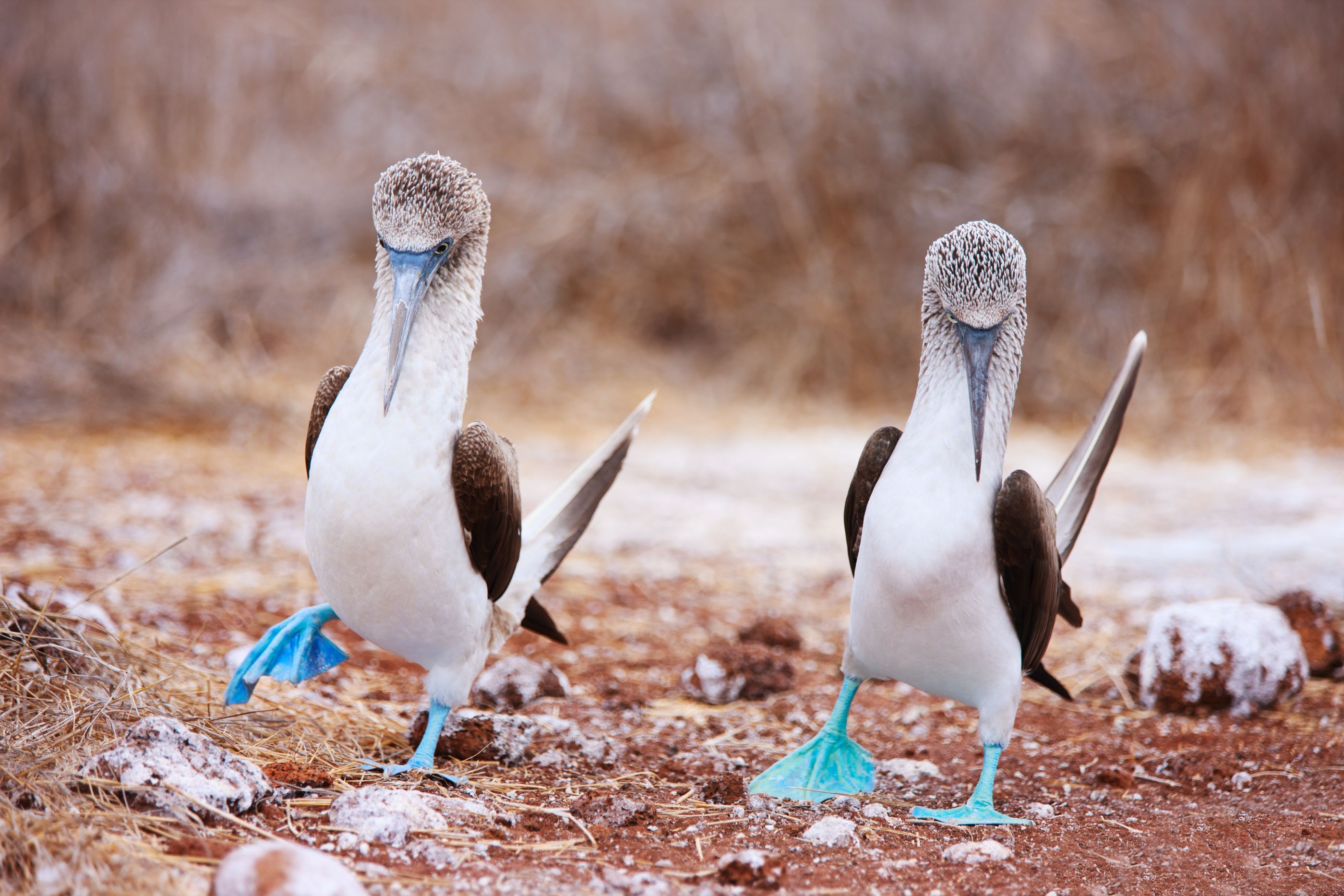 Blue footed Boobies on the Galapagos