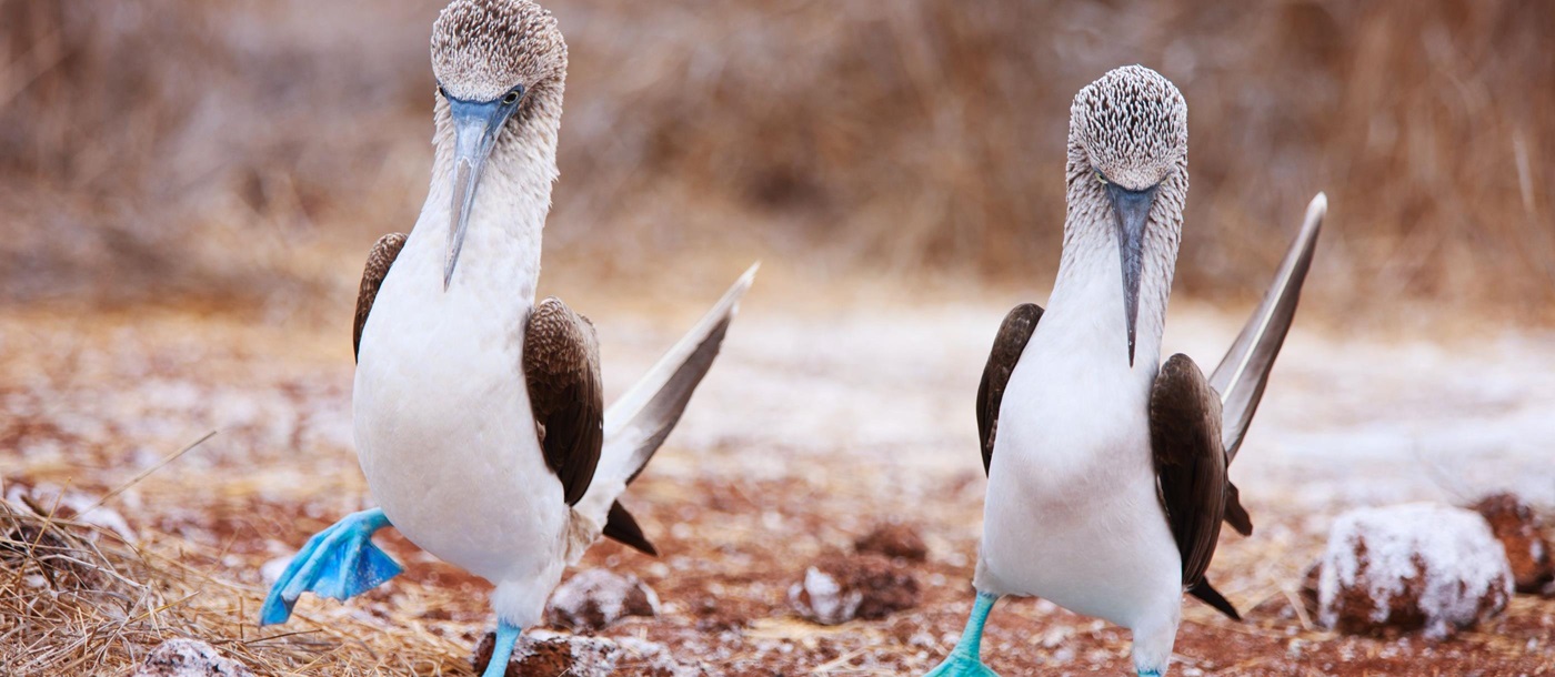 Blue footed Boobies on the Galapagos