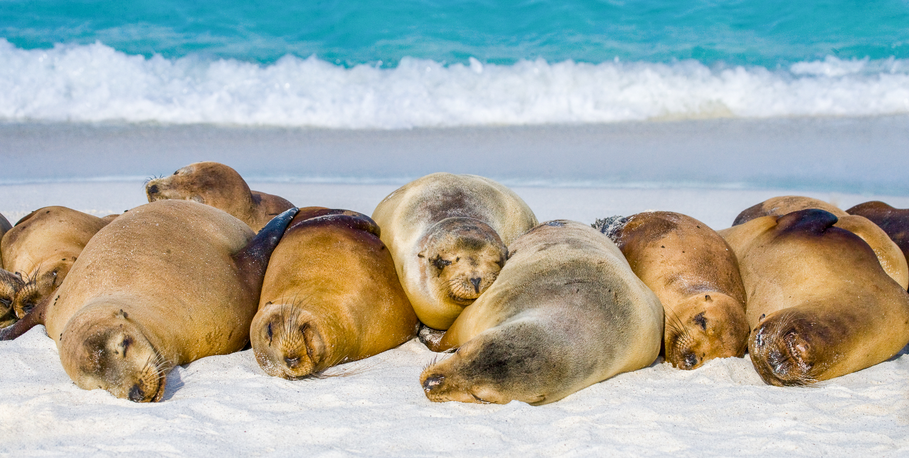 A row of seals sleeping on the beach in the Galapagos Islands