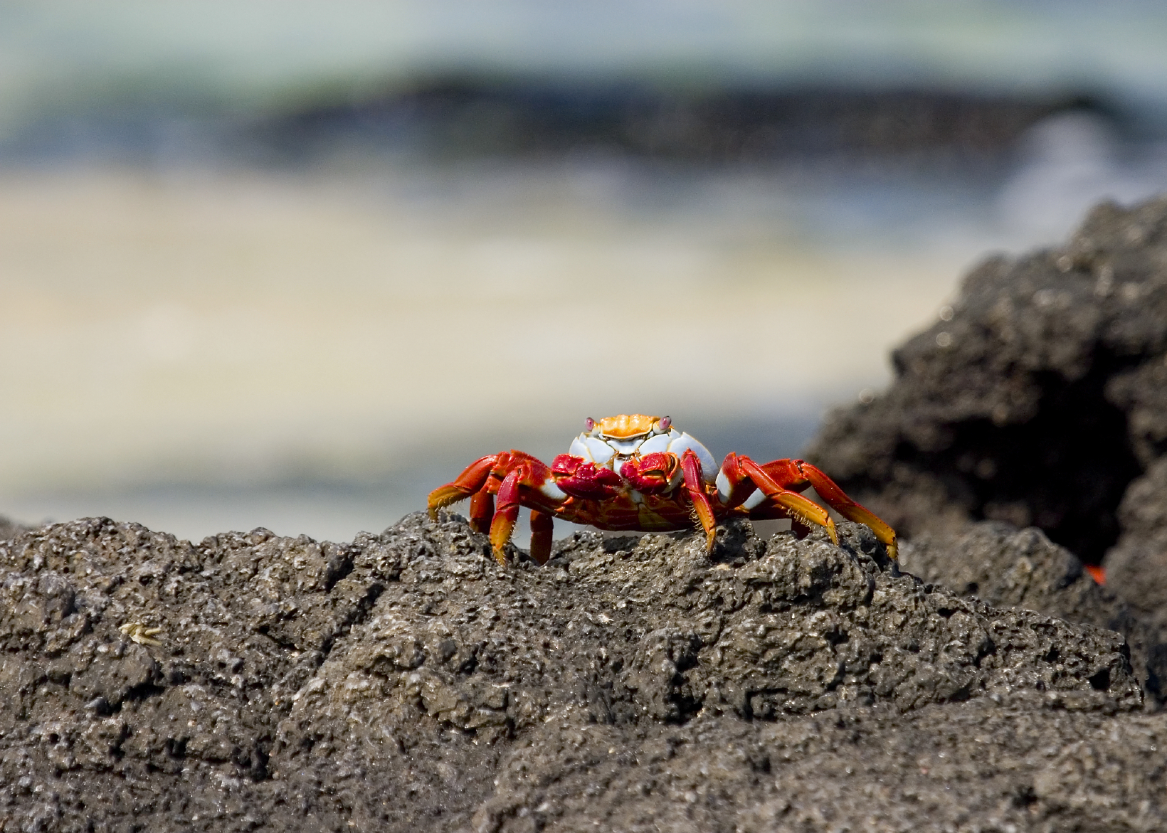 Sally lightfoot crab seen in the Galapagos
